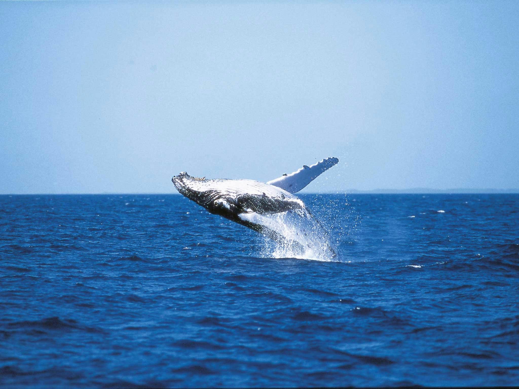 Fraser Island Whale Watch
