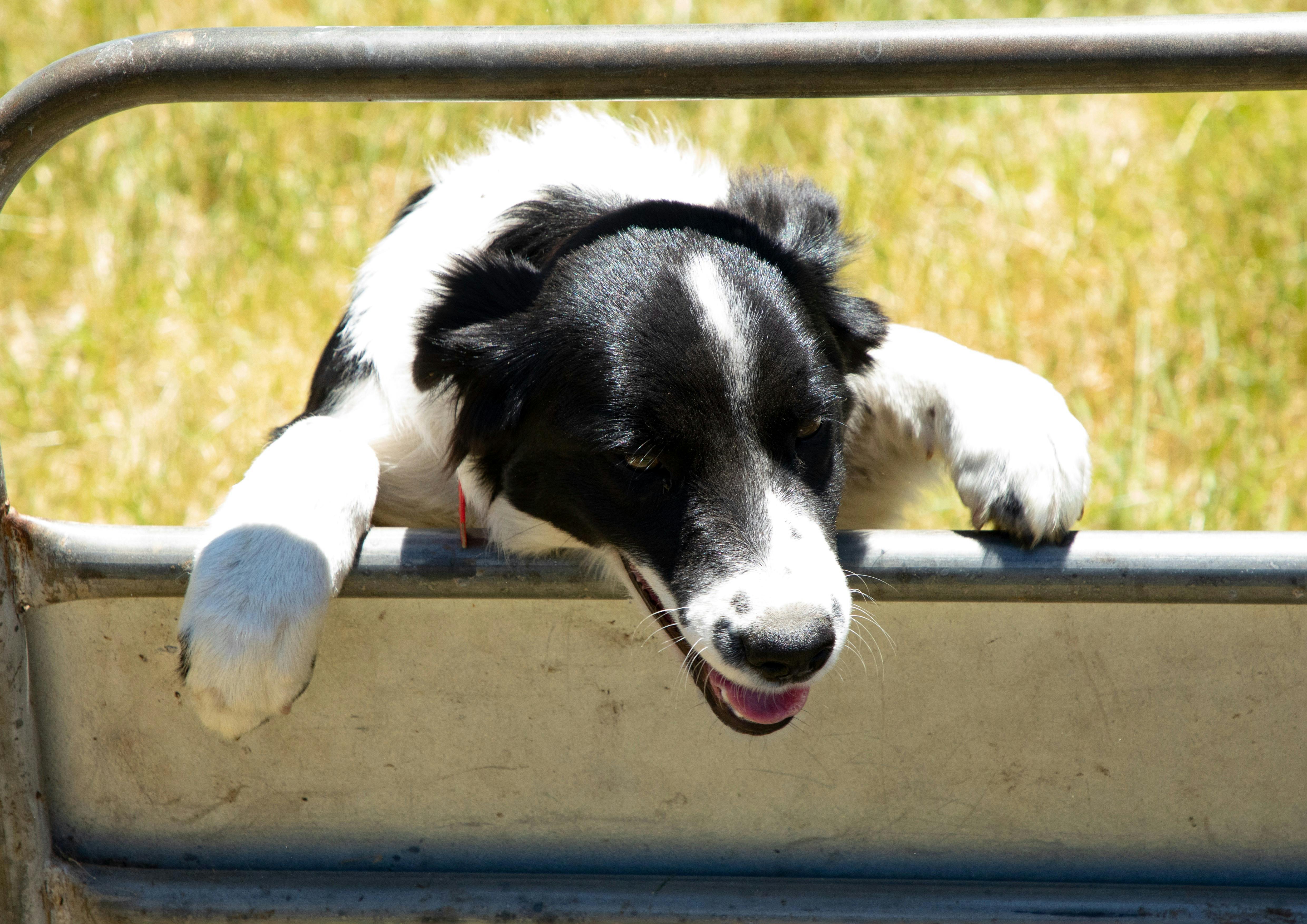 Keen Working Yard Dog