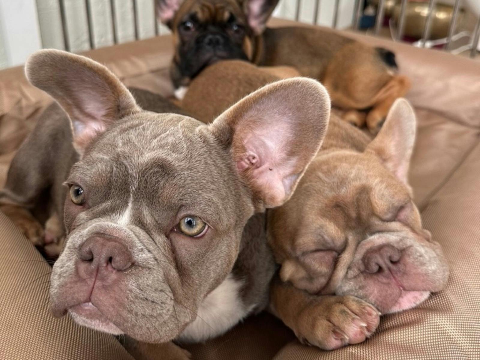 photo of bulldogs and frenchies at Puppy Yoga