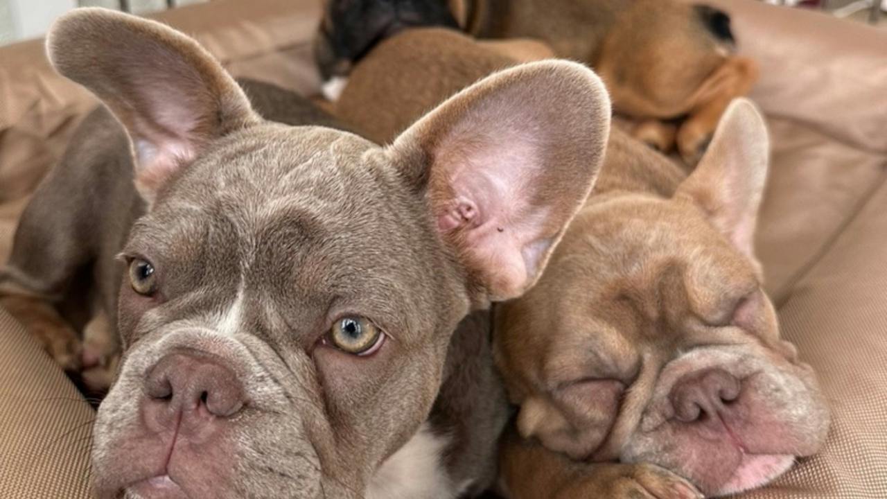 Frenchies and Bulldogs!