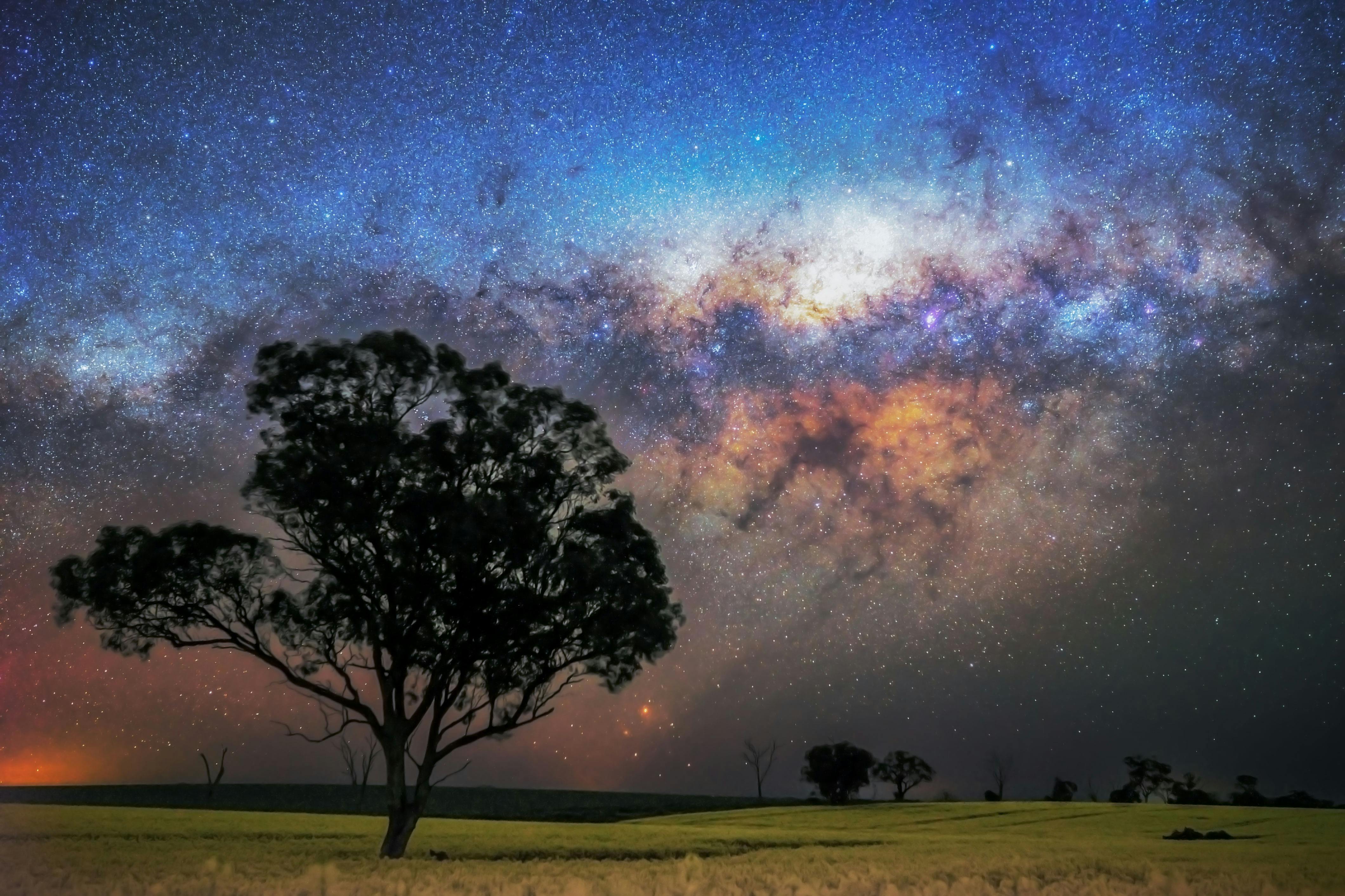 Lush golden canola under the Milky Way