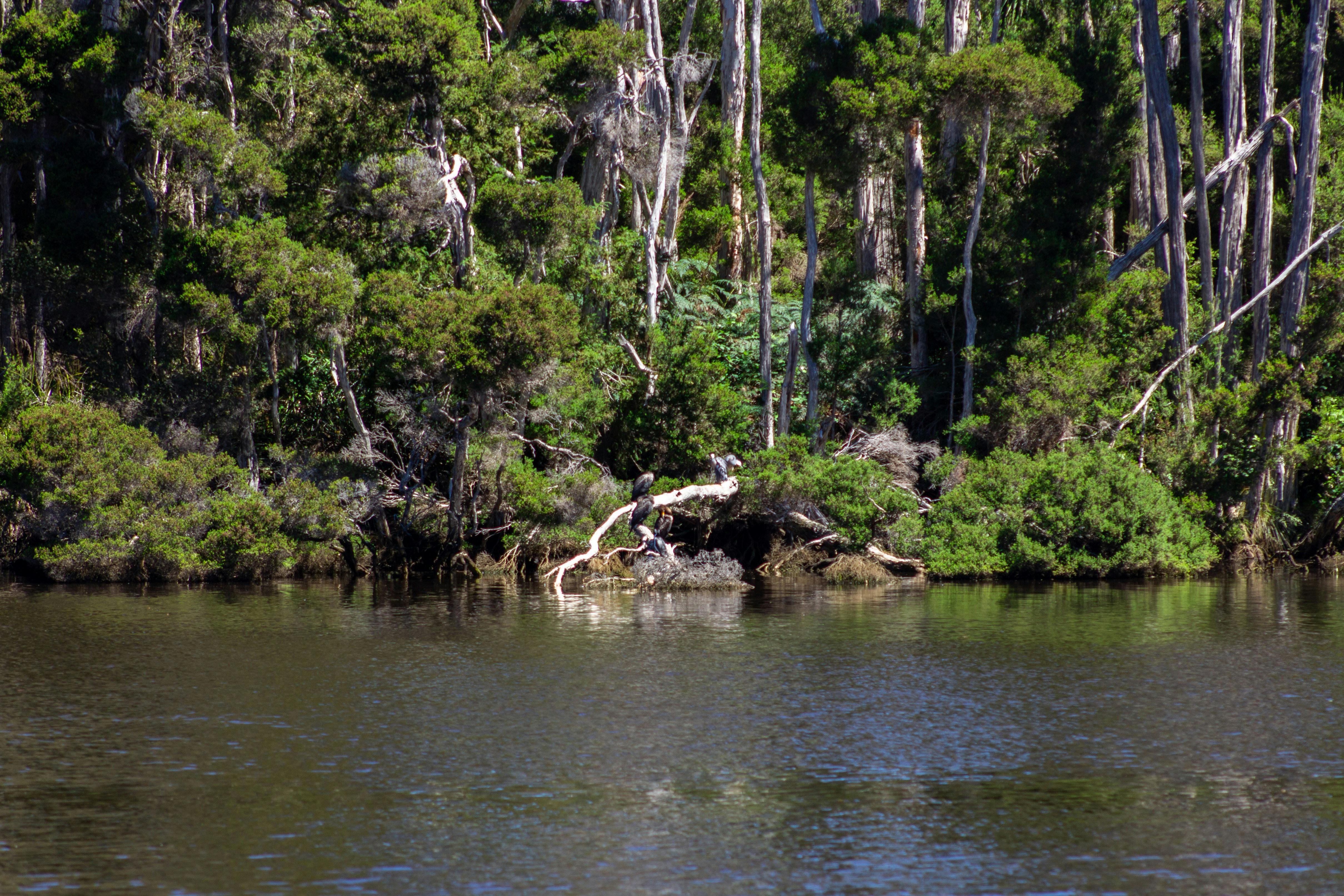 Cape River Reserve, Wynyard, Tasmania. A great spot for fishing, kayaking or having a BBQ picnic.