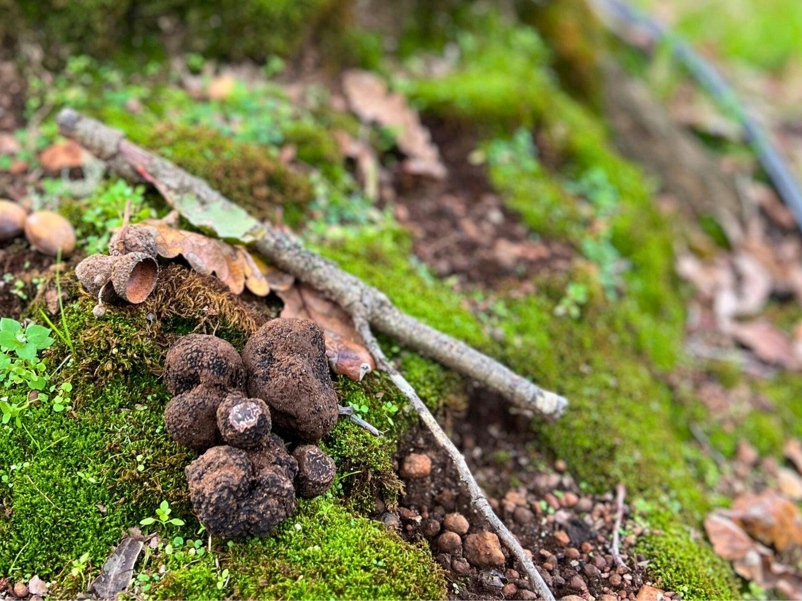 Fresh Truffle