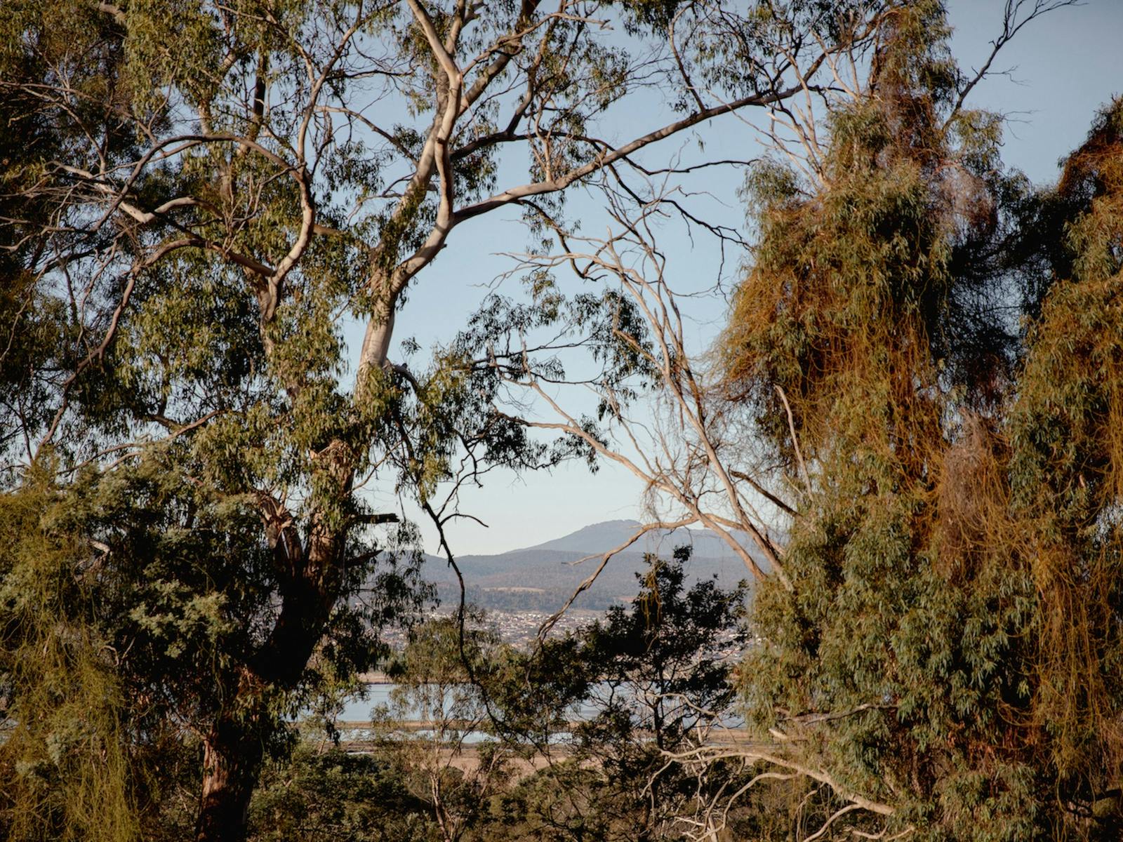 The River Studio overlooks the bush, through to Tamar Island.