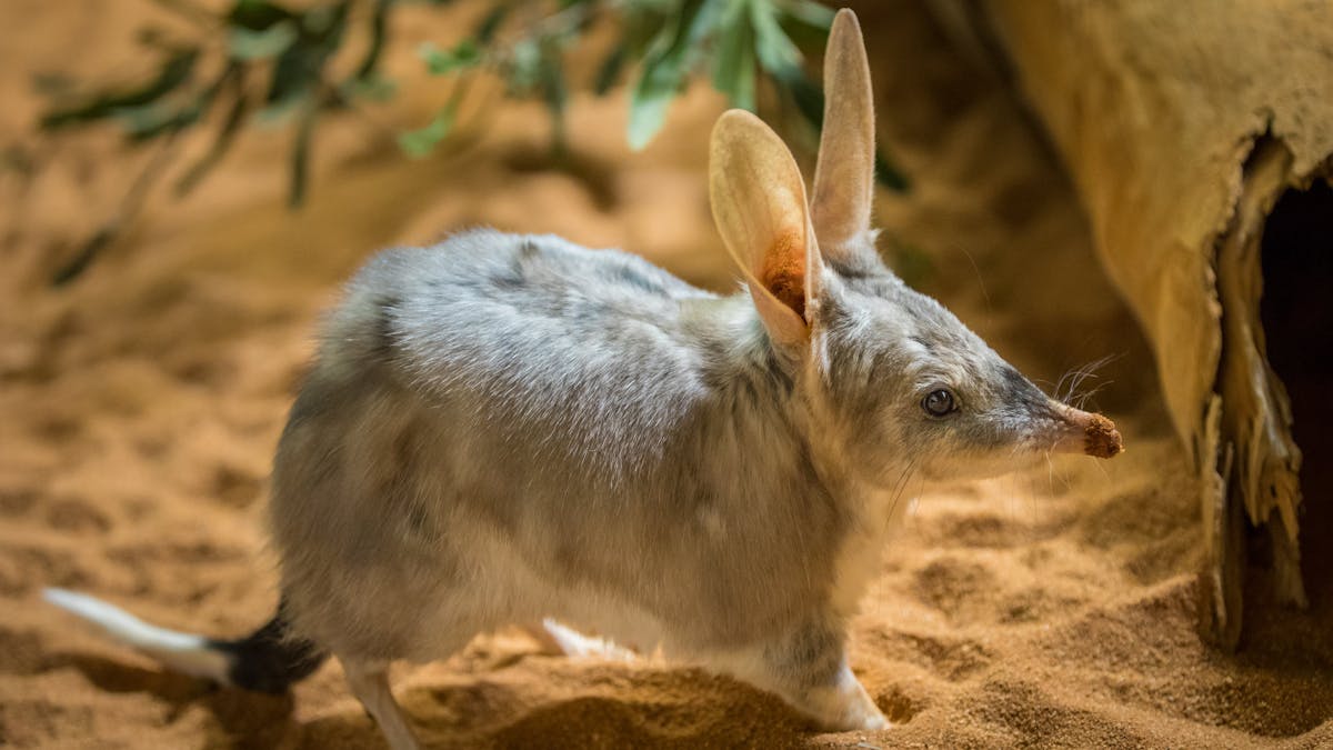 Ipswich Nature Centre
