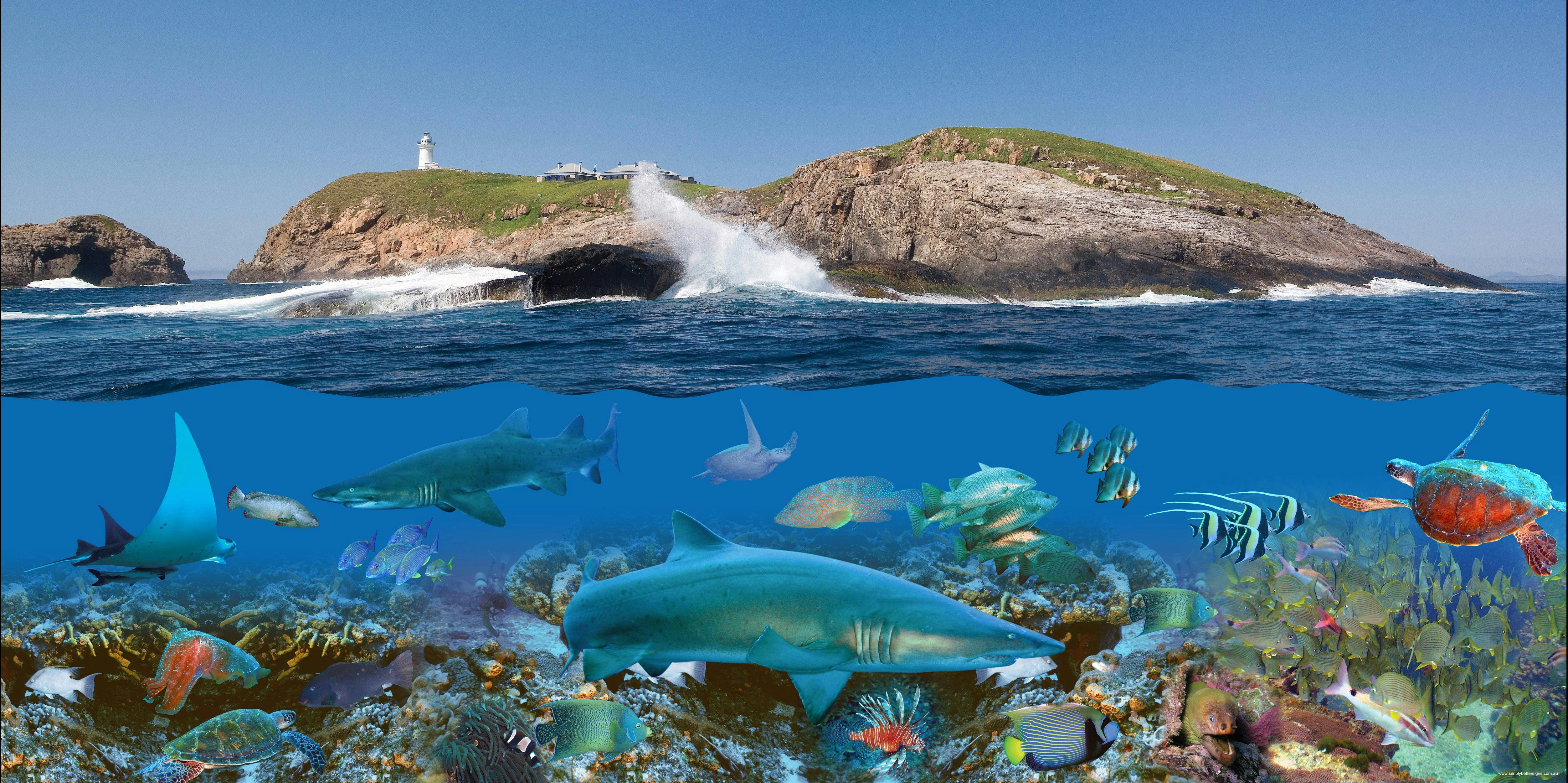 jetty dive at south Solitary island