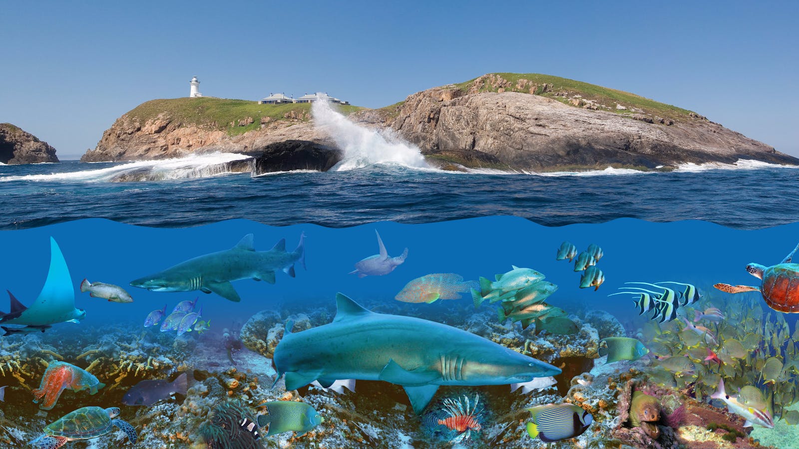 jetty dive at south Solitary island