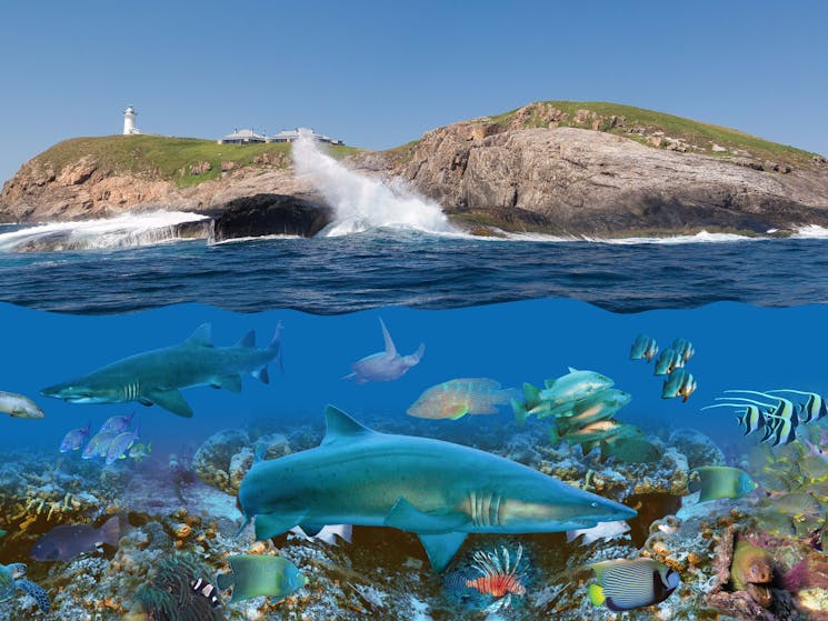 jetty dive at south Solitary island