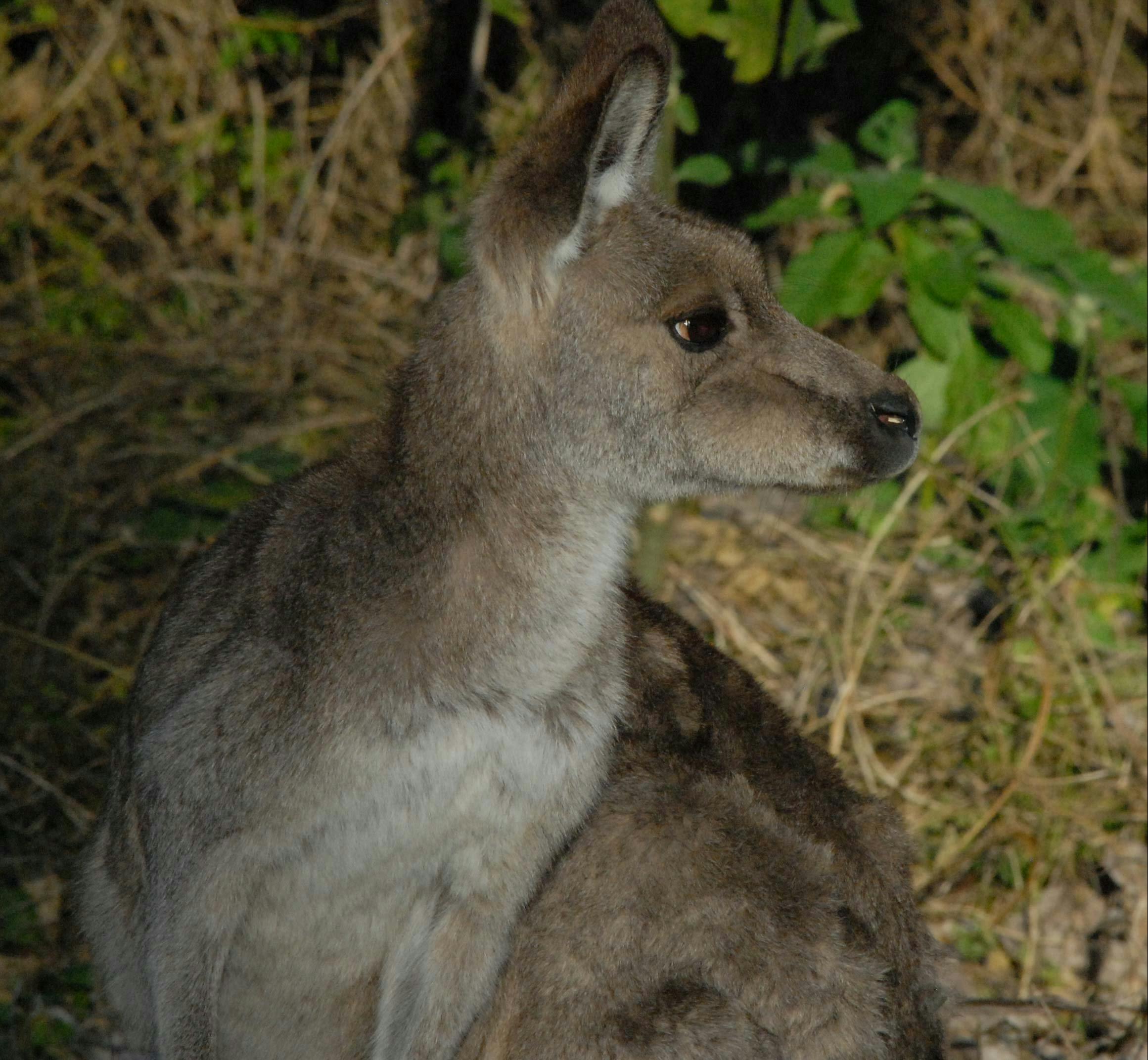 野生のカンガルー