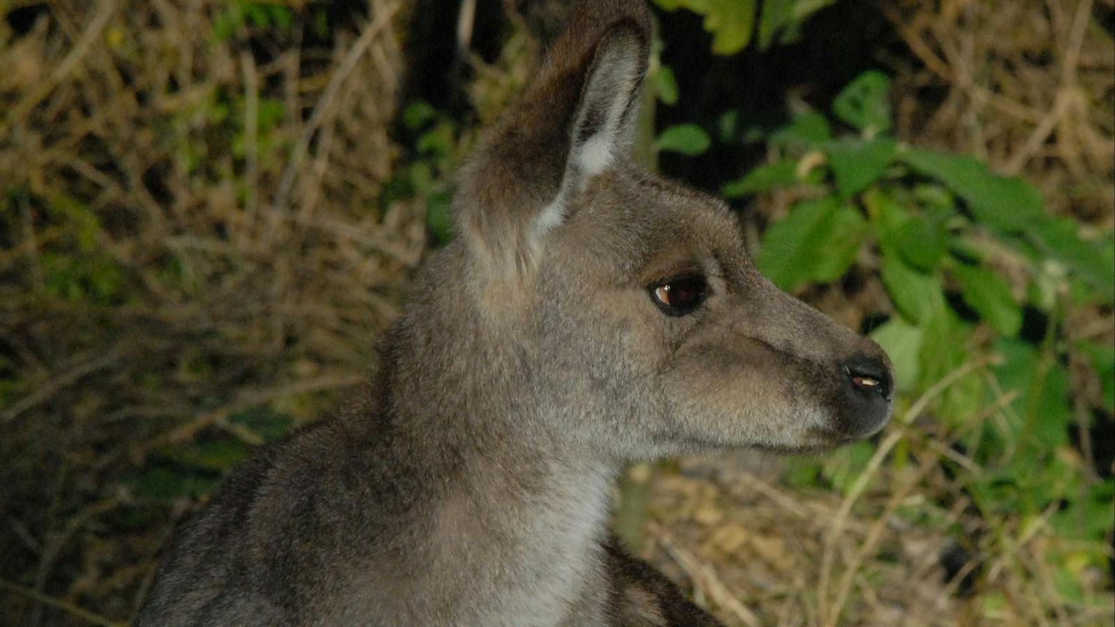 kangaroos in the wild