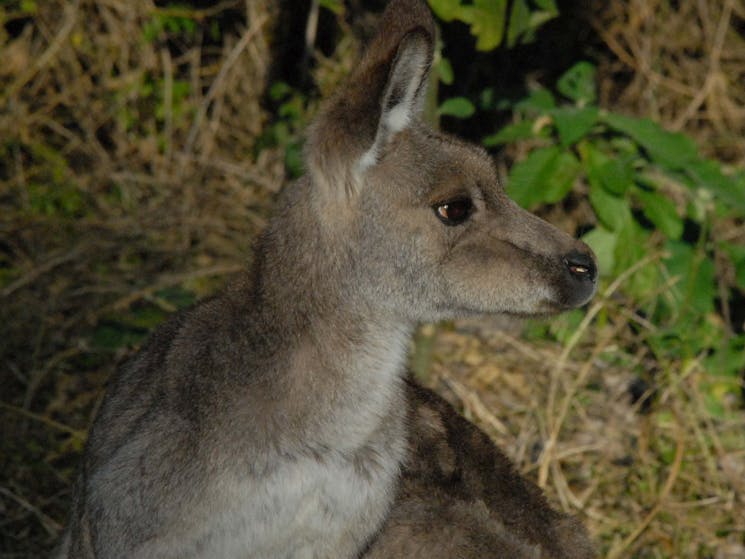 kangaroos in the wild