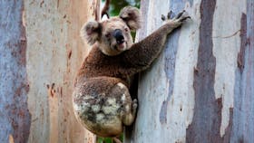 Nerang National Park and State Forest