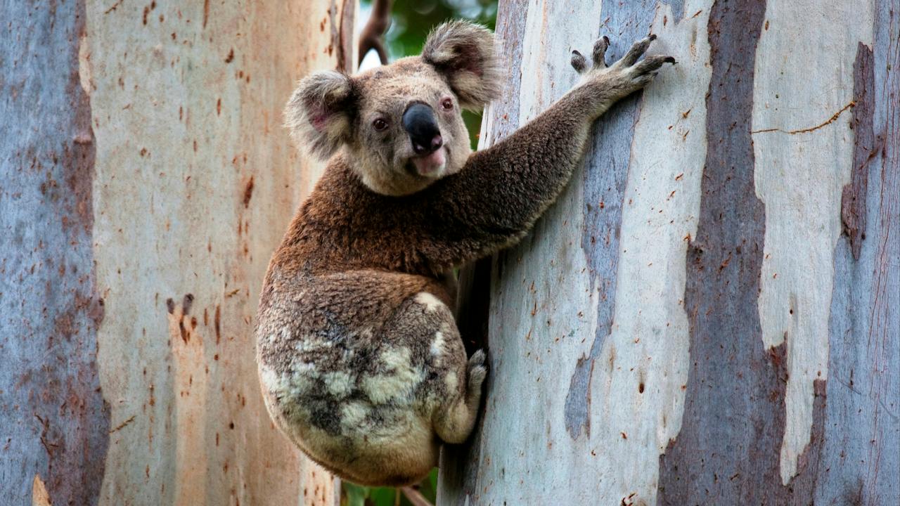 Koala on tree trunk