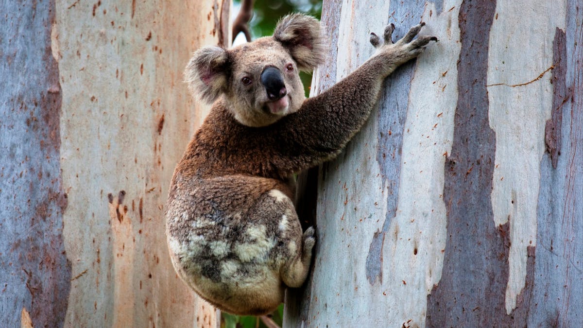 Koala