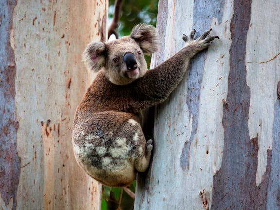 Nerang National Park and State Forest