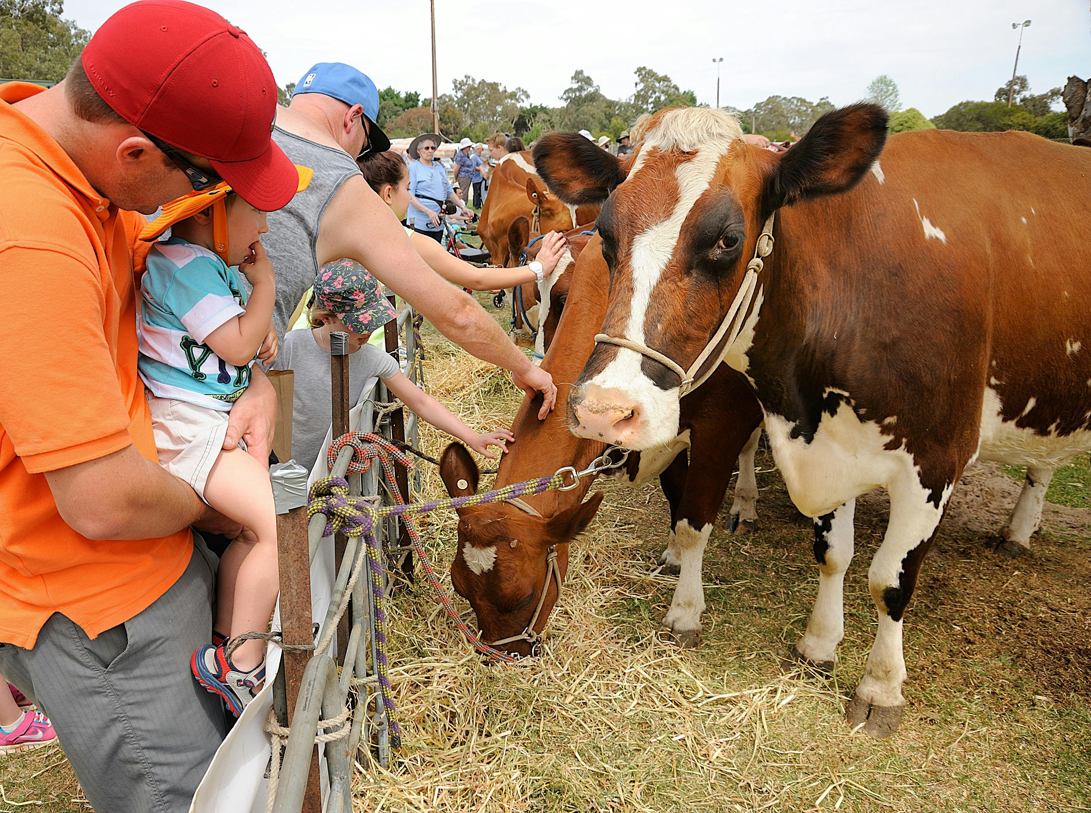 Meadows Country Fair