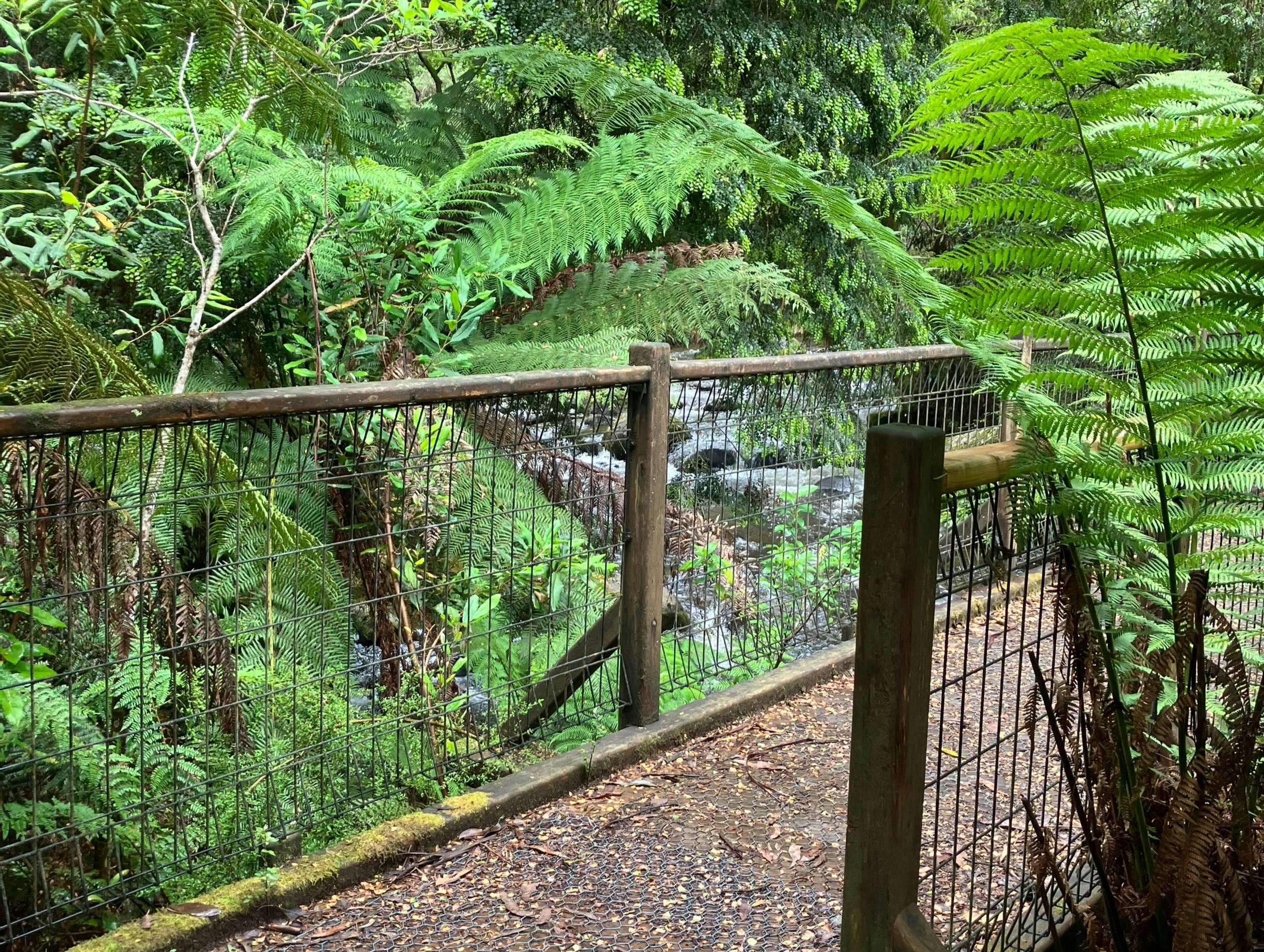 A bridge surrounded by water and ferns.