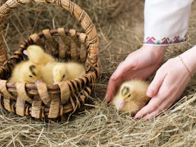 Pre Father’s Day Celebrations & Petting Zoo at Mick O'Shea's