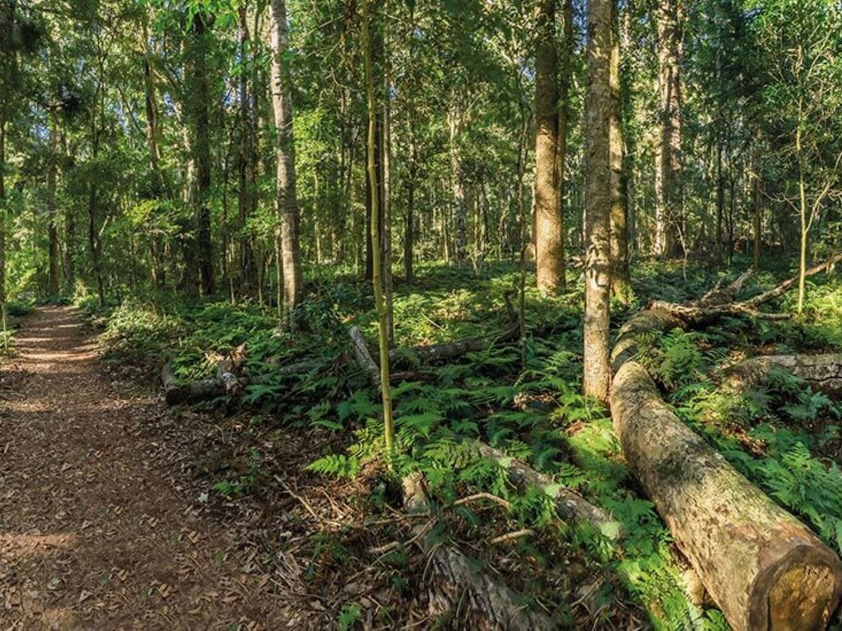 Bunya Mountains National Park