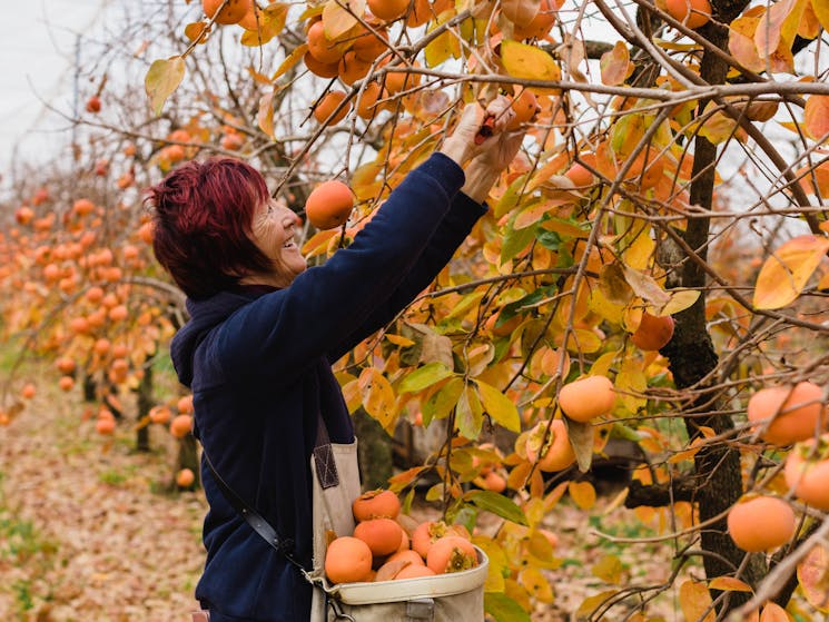 Woman picking persimmons at orchard