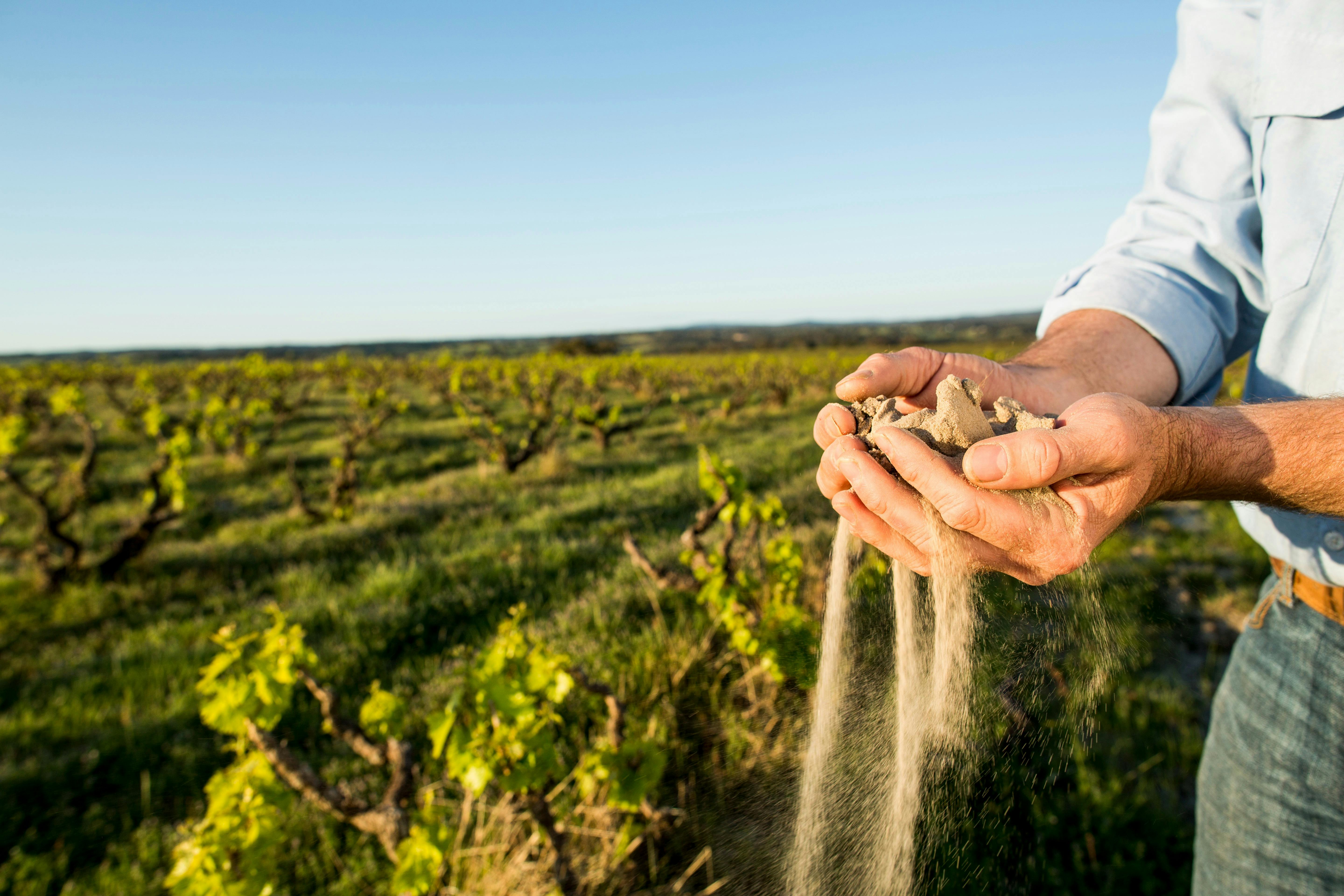 Sandy soil slipping through hands with vines in High Sands Grenache Vineyard at Yangarra