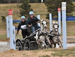 Two people standing on a racing carriage with two white horses running out of a water obstacle