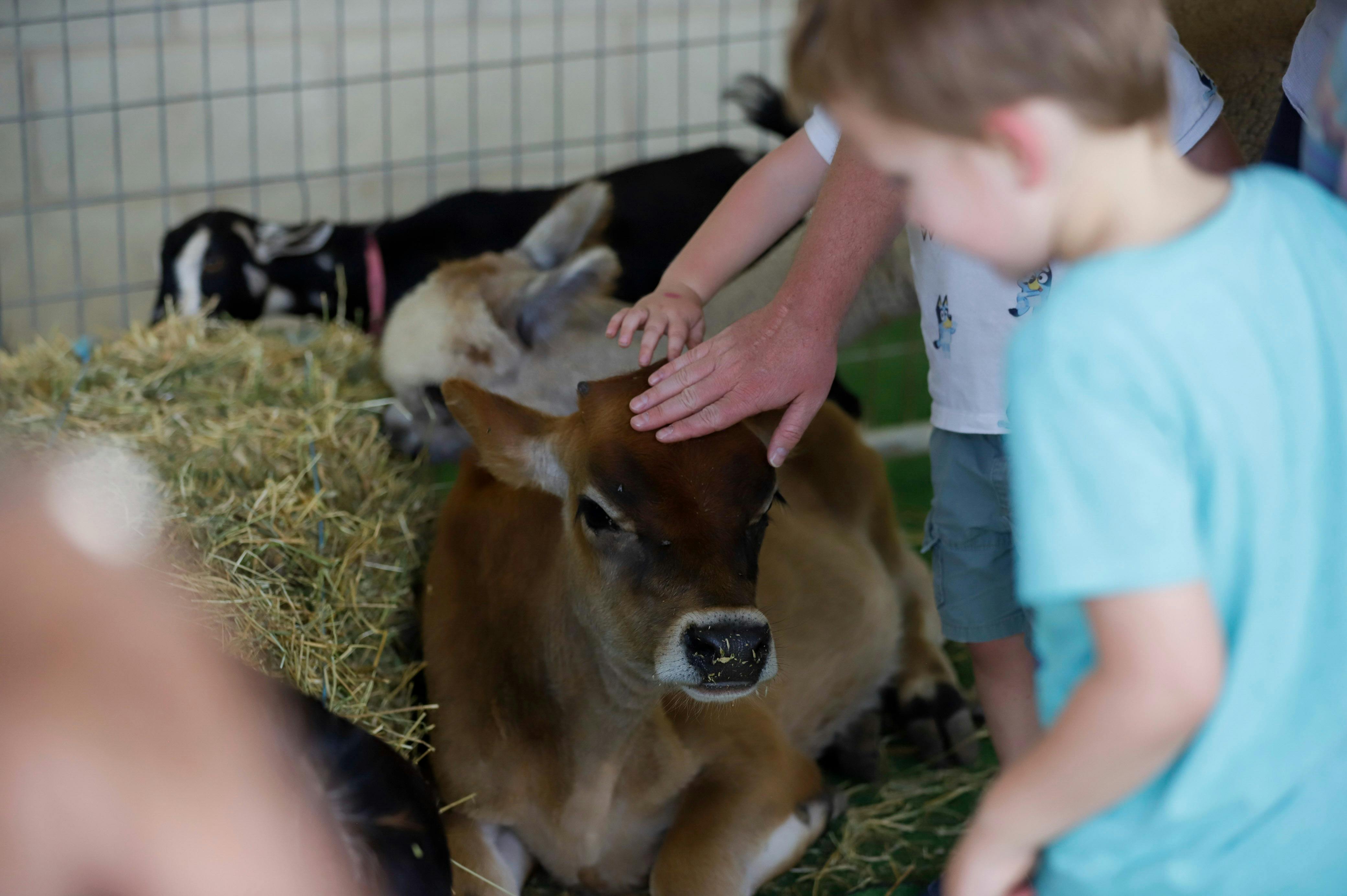 petting zoo