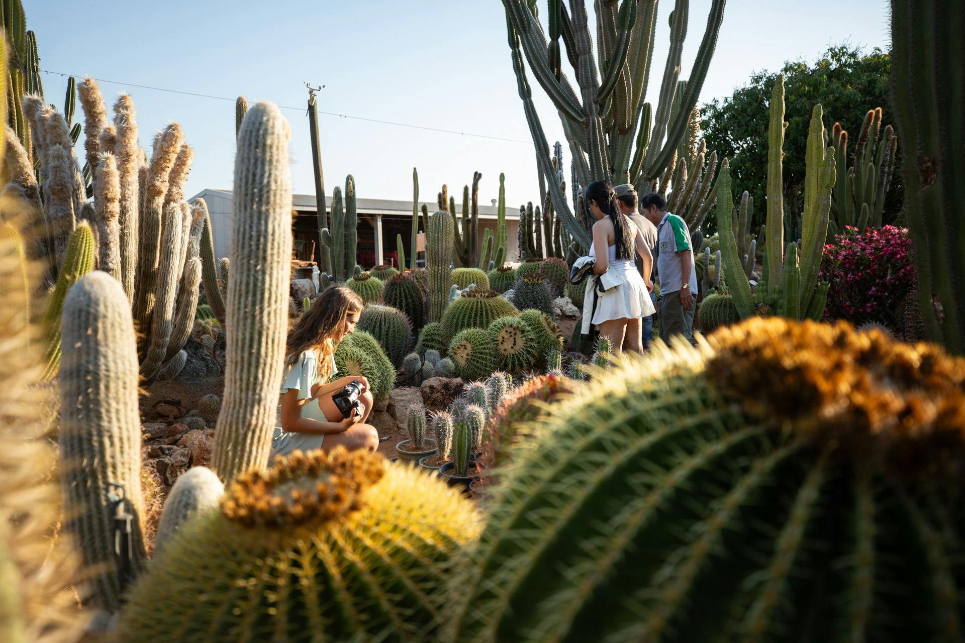 Cactus Garden Carnarvon