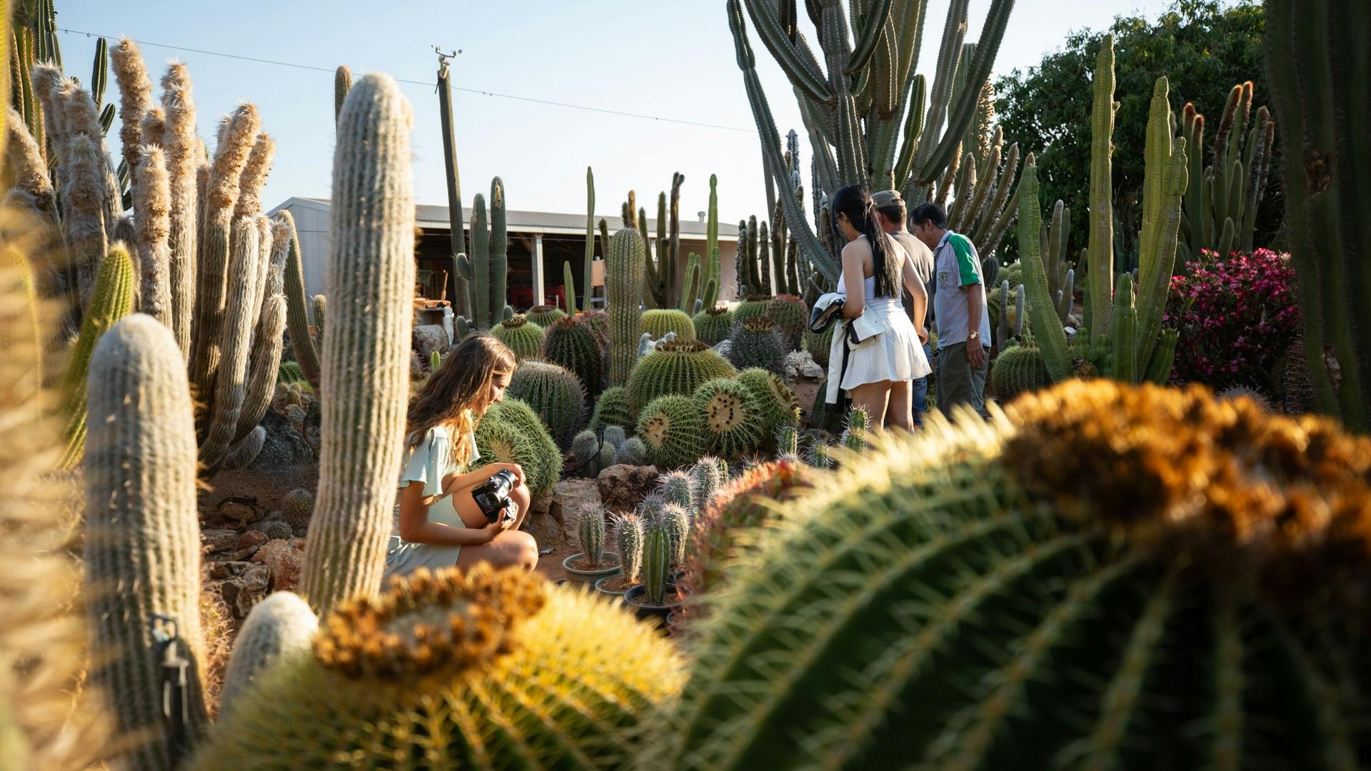 Cactus Garden Carnarvon - Sehenswrdigkeit - Tourism Western Australia