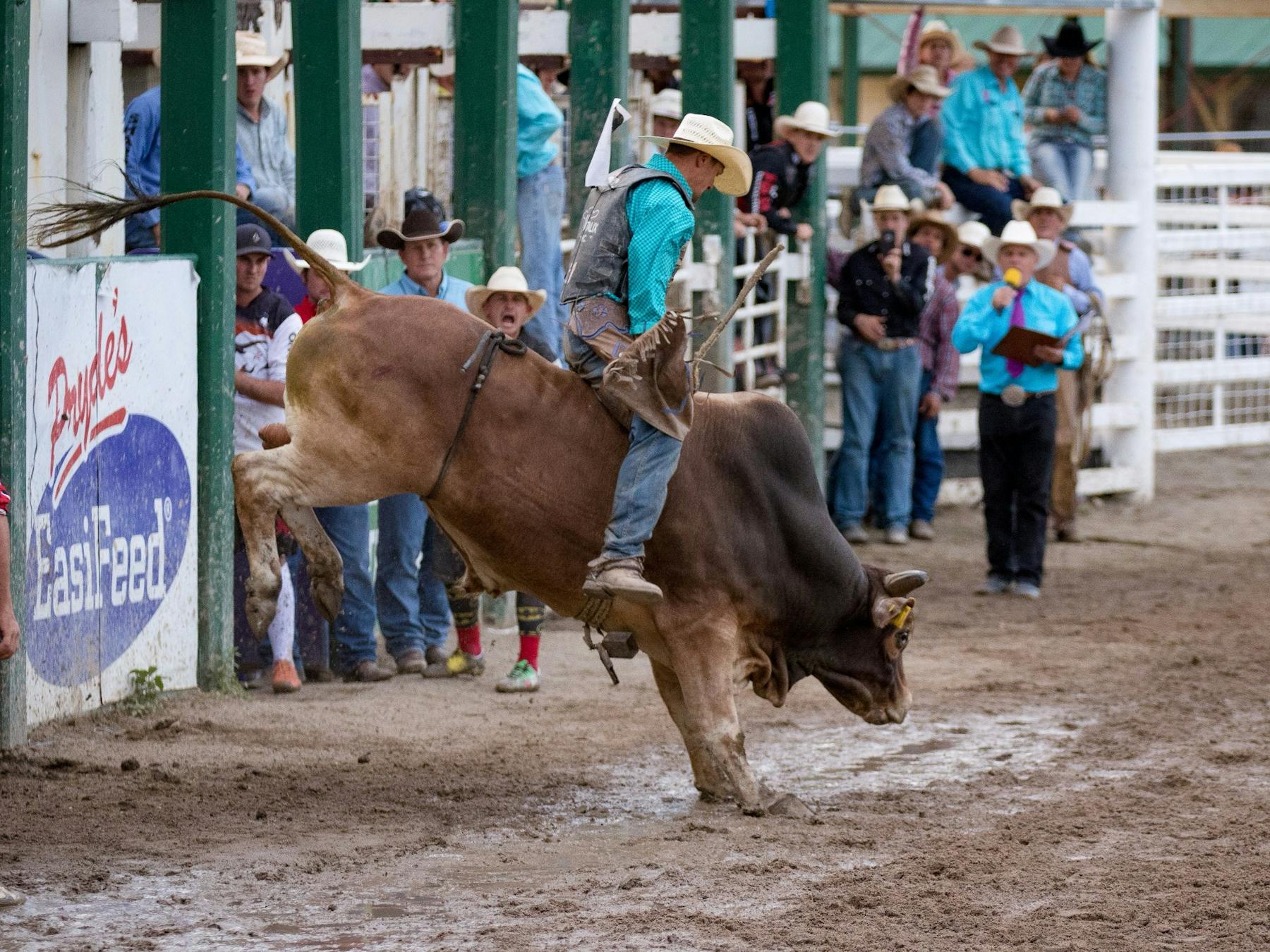 Bullrider