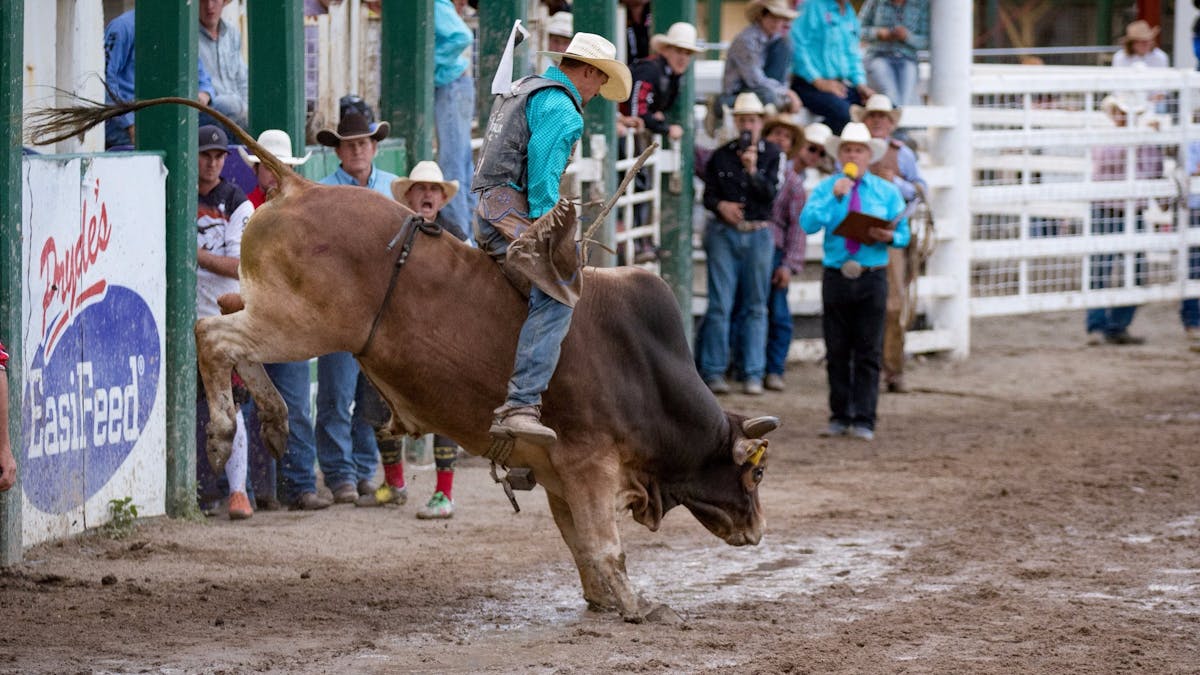 Bullrider