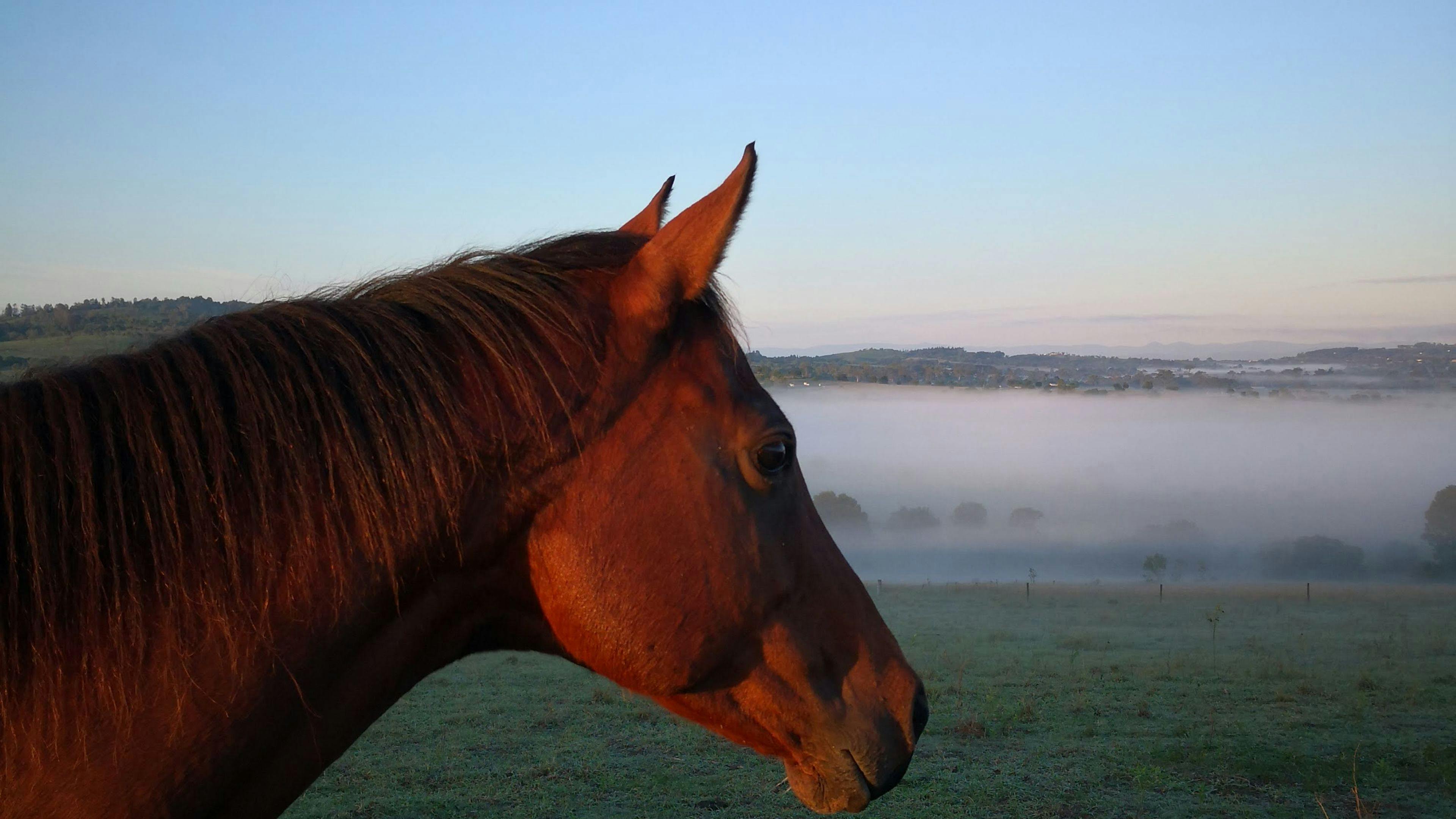 Field of Dreams, Haigslea