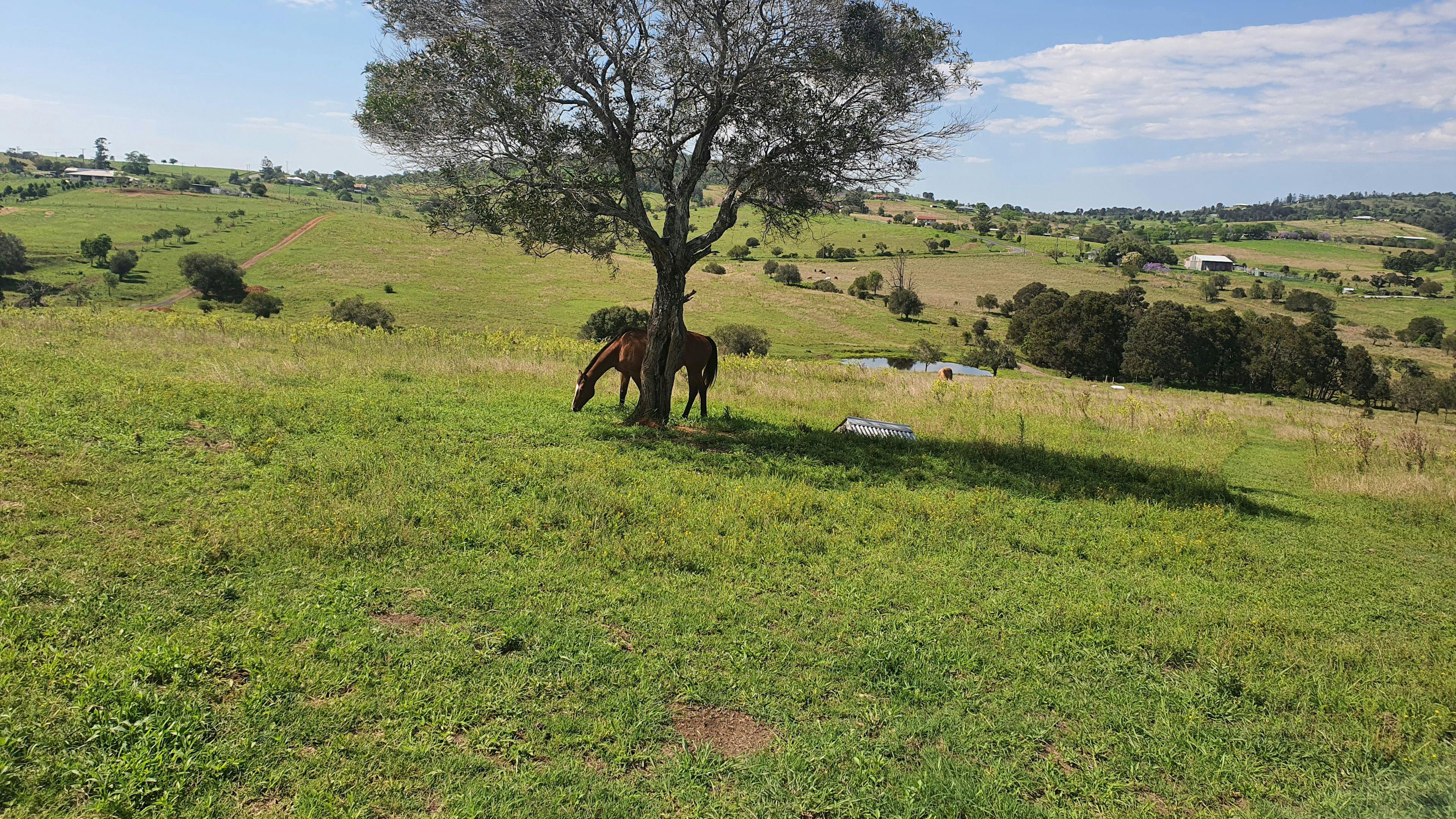 Field of Dreams, Haigslea