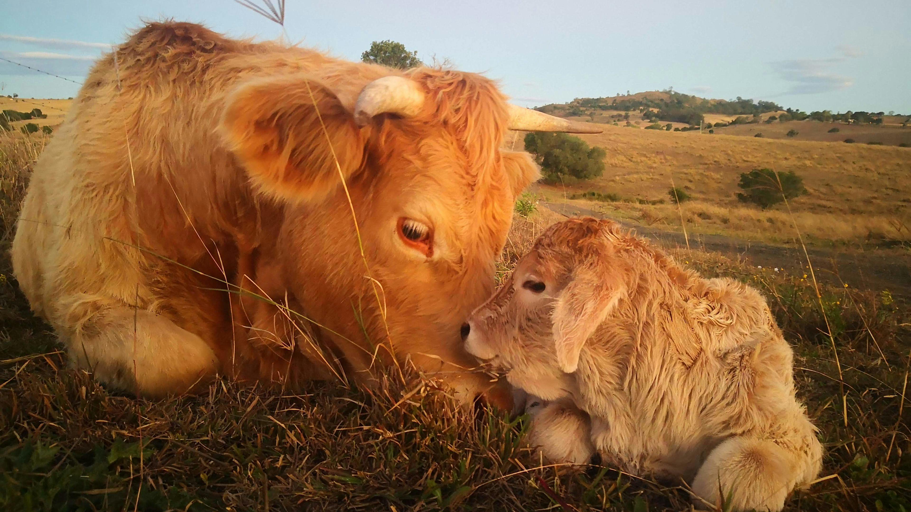 Field of Dreams, Haigslea