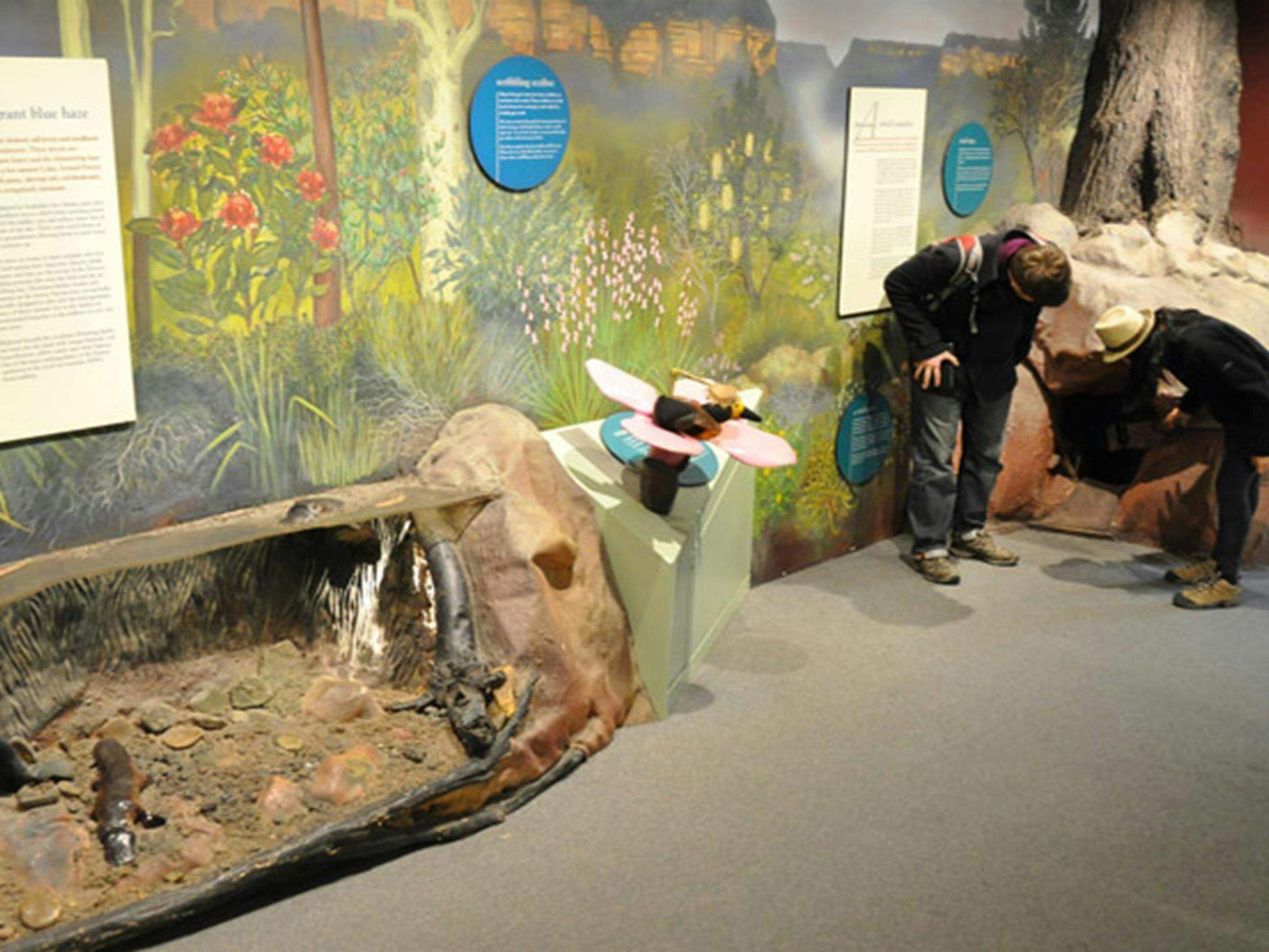 Fitzroy Falls Visitor Centre, education room,  Morton National Park. Photo: Beth Boughton/NSW