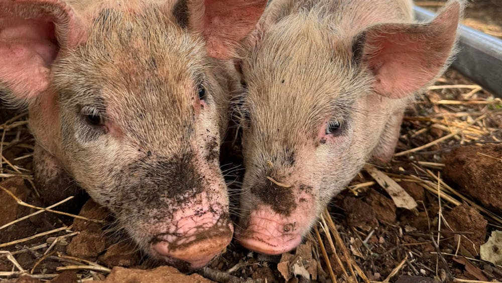 Five Leaf Clover Farm