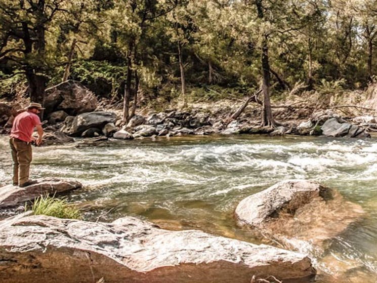 Flea Creek campground, Brindabella National Park. Photo: Murray van der Veer/NSW Government