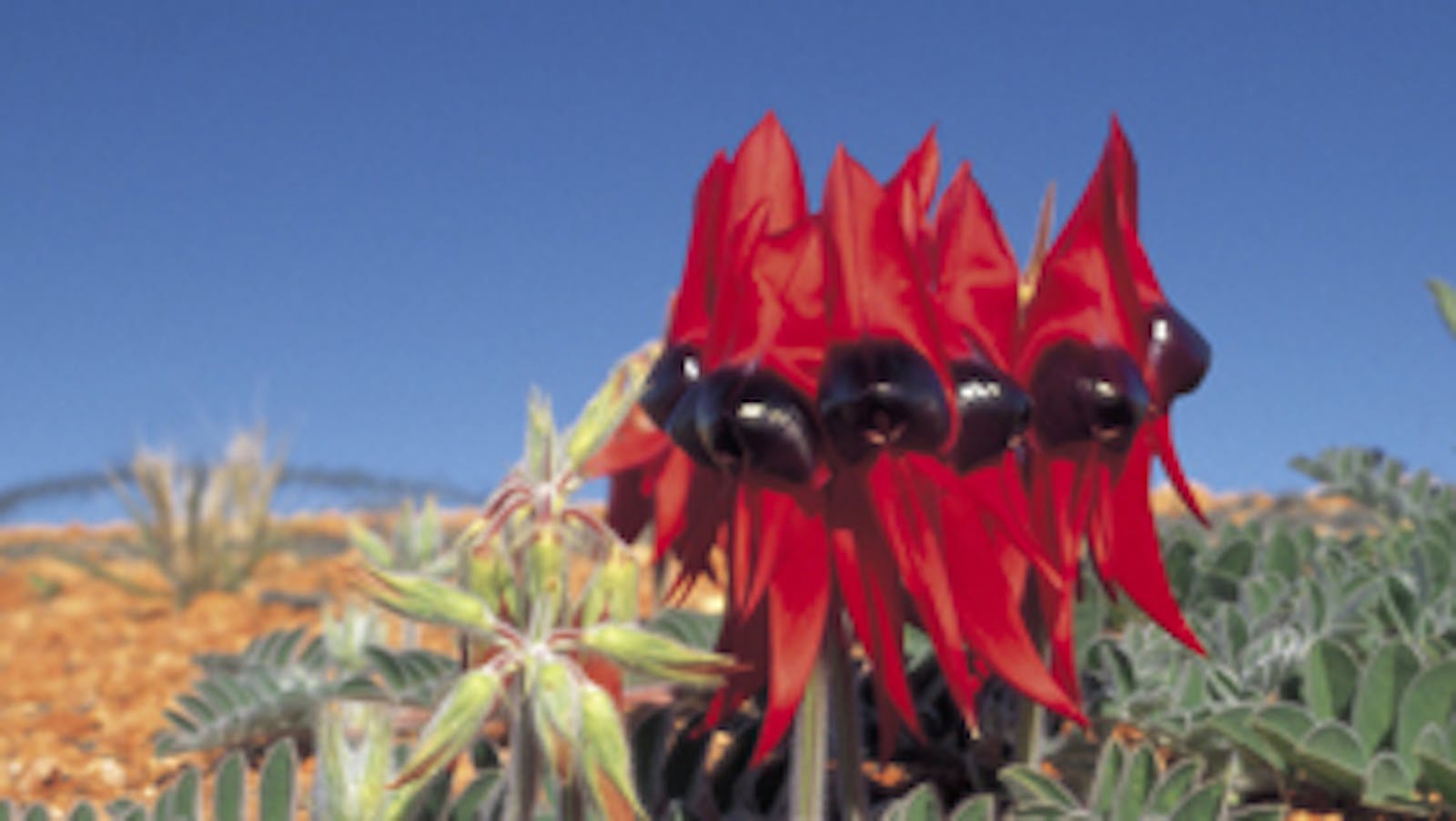 Wilpena Pound Resort Tours, Wilpena Pound, Flinders Ranges, South Australia