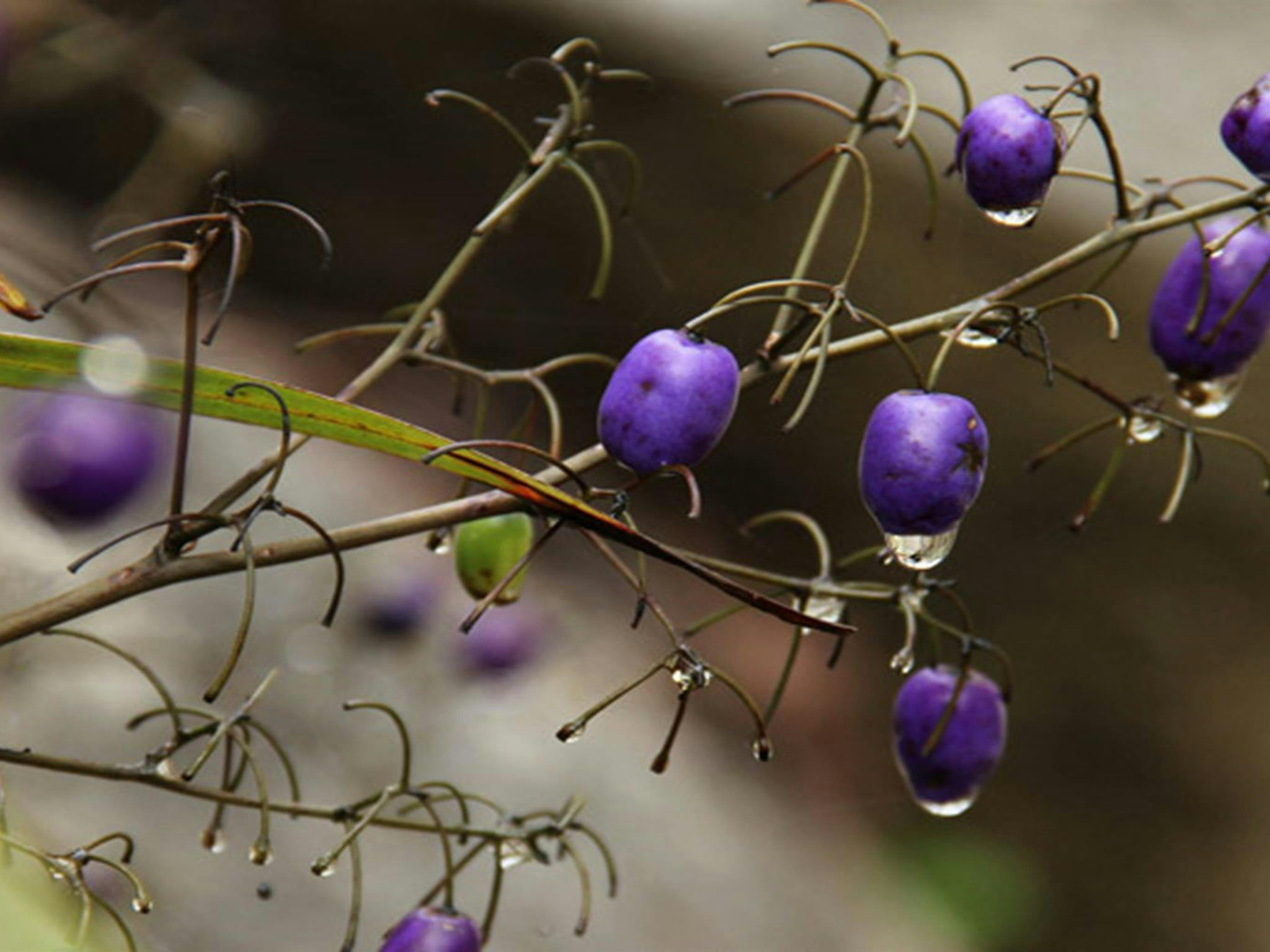 サウスイーストフォレスト国立公園。写真提供: ジョン・ユラセク &copy; DPIE