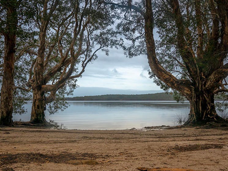 Two Mile Lake foreshore with large trees, and distant shore in the background. Photo: John Spencer