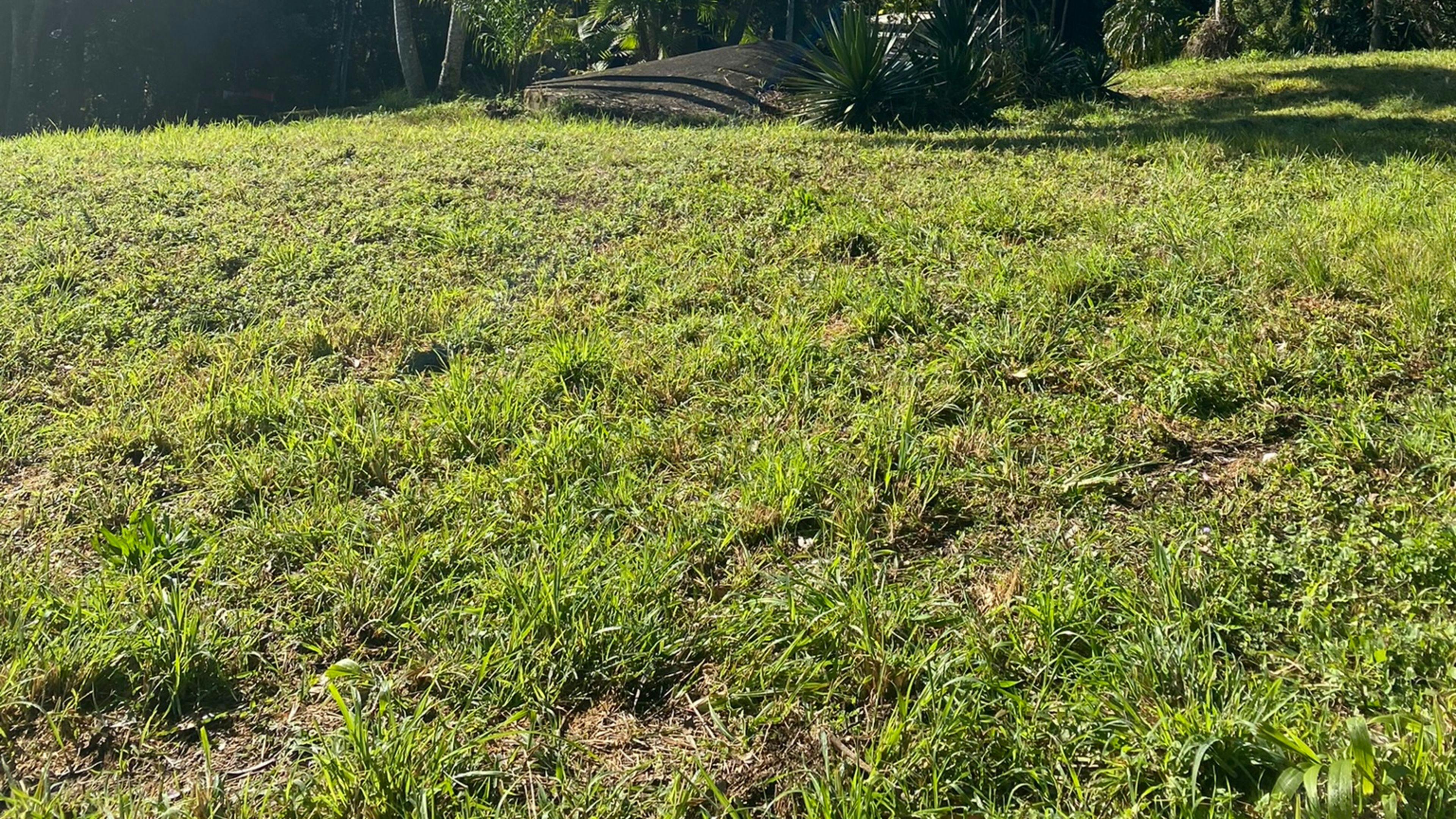 Friday Hut Escape / Lemon Tree Hill