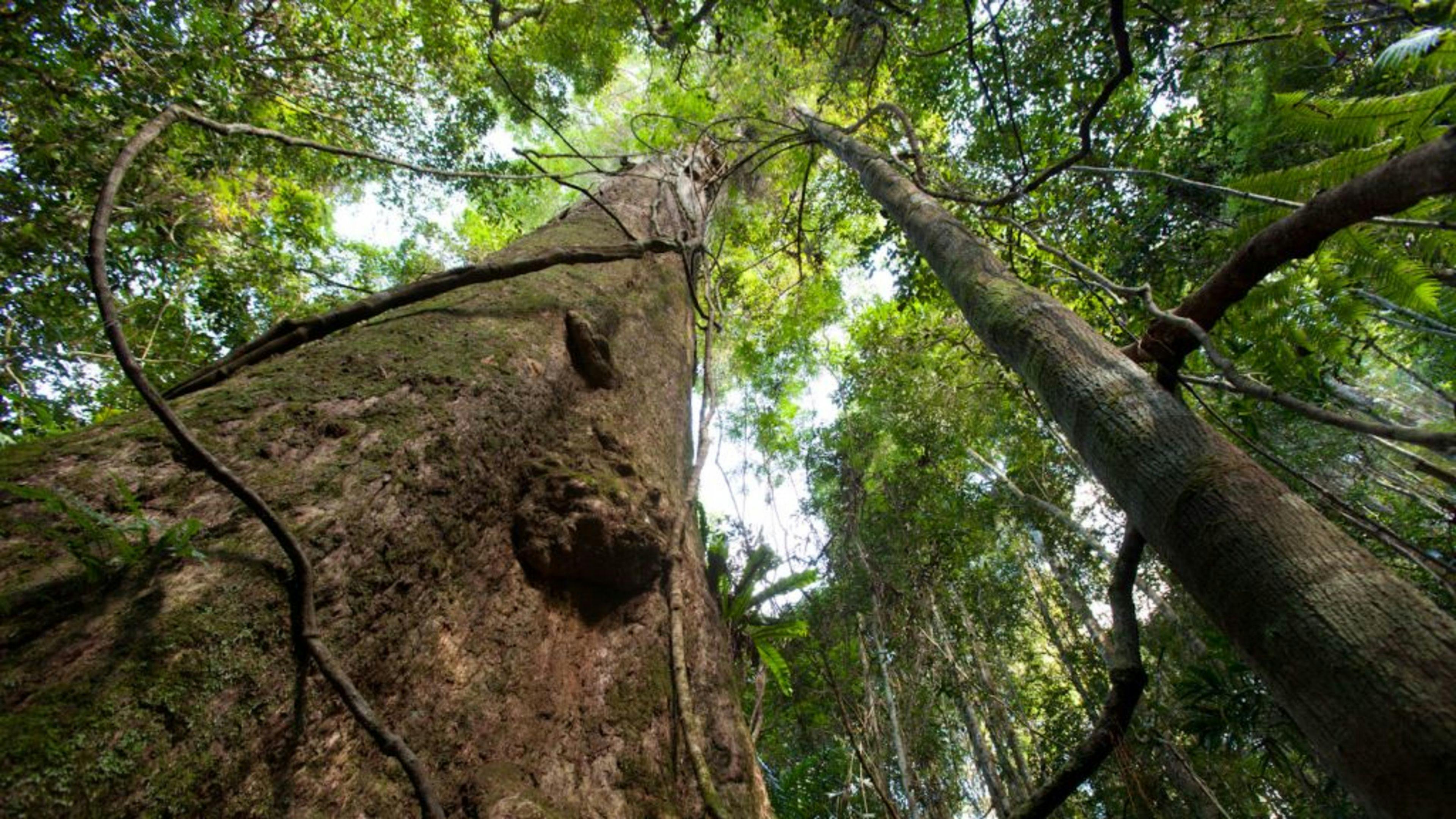 Old Growth Forest