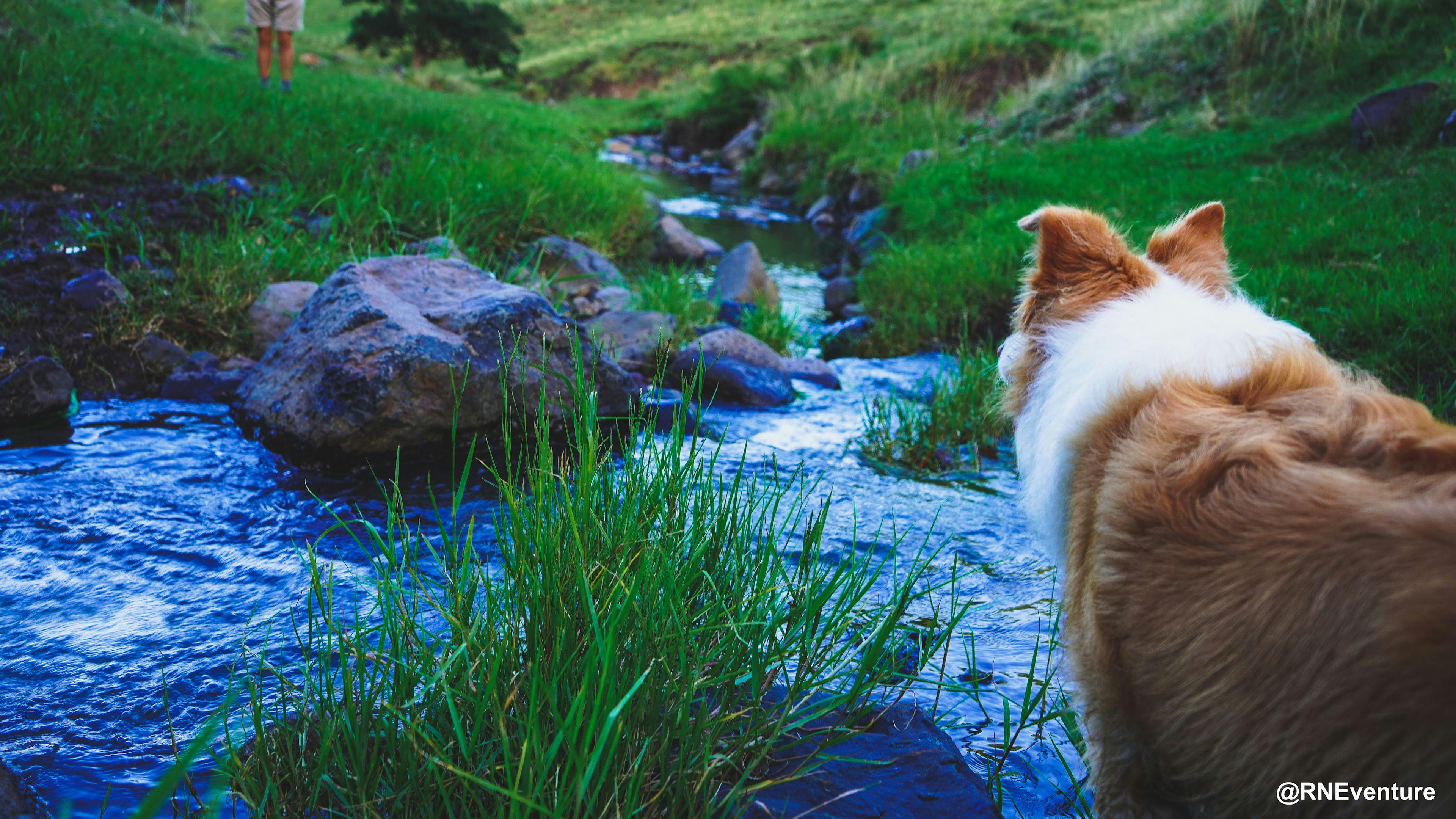 Frog’s Hollow Scenic Rim