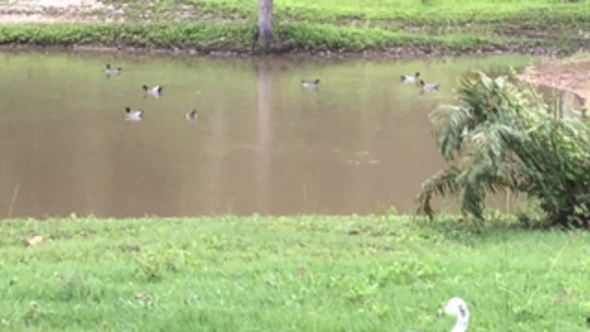 Waterhole adjacent to camp ground with native ducks