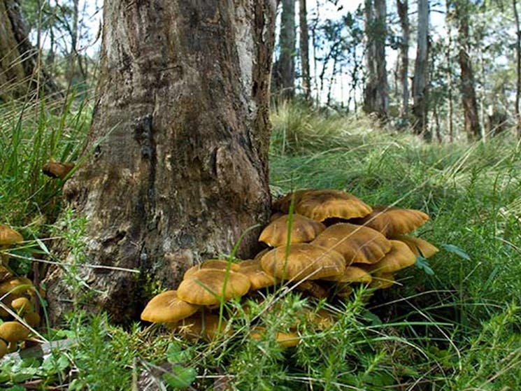 Funghi grow at the base of a tree in Mount Canobolas State Conservation Area. Photo credit: Boris