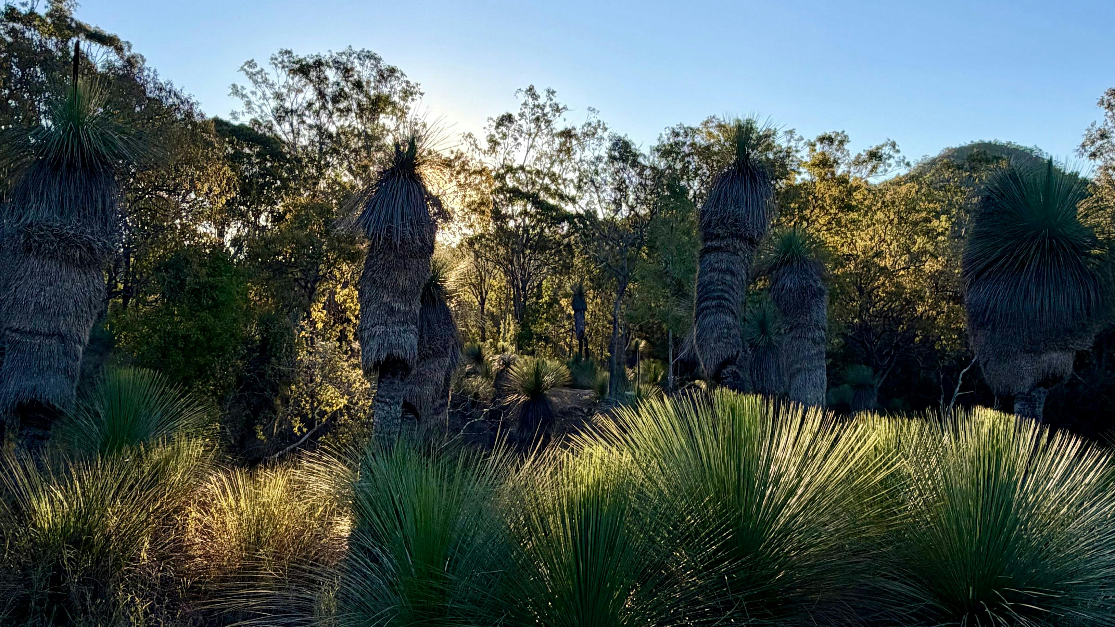 Grass Tree Camp