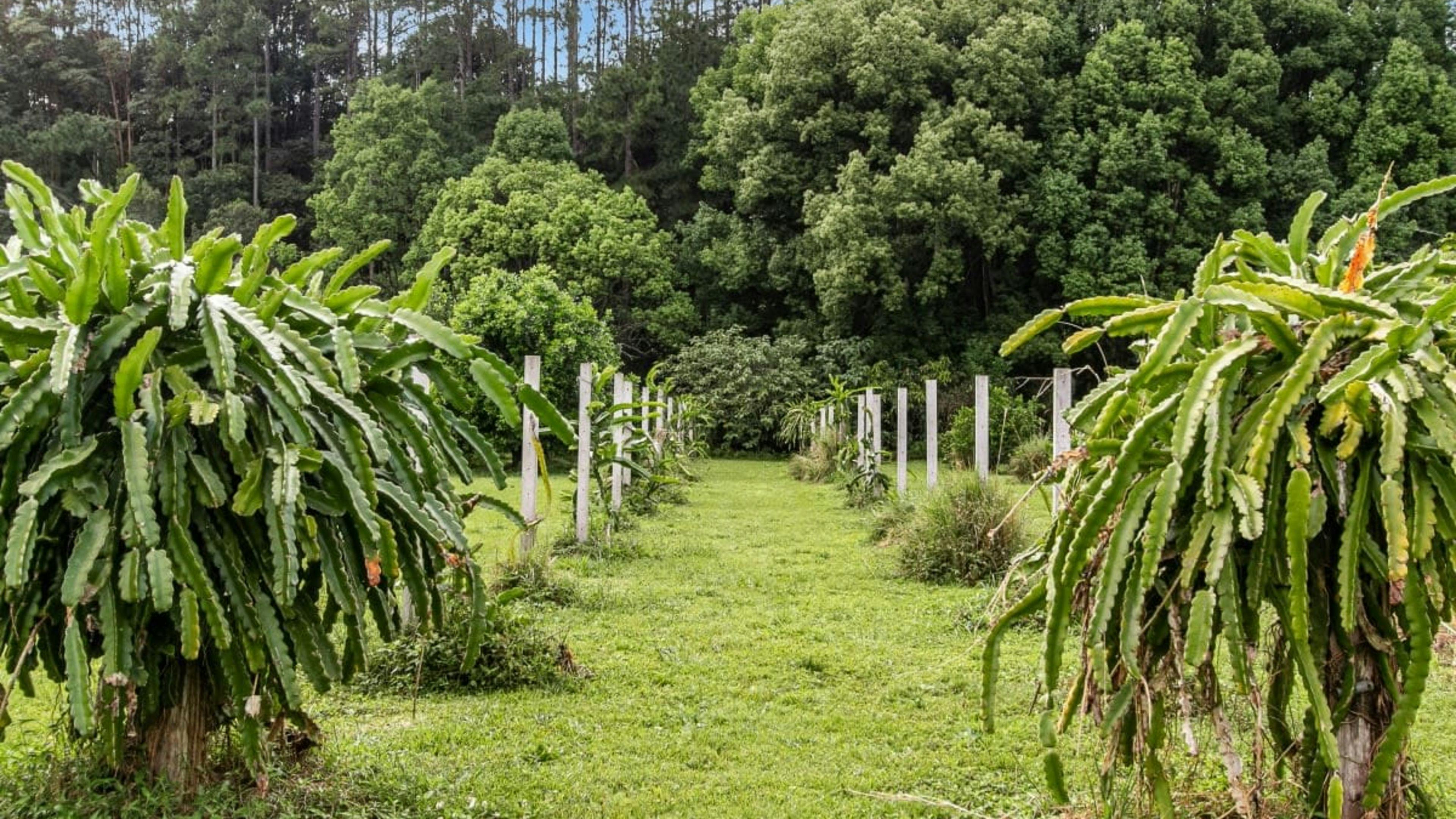 The Freedom Organic Farm