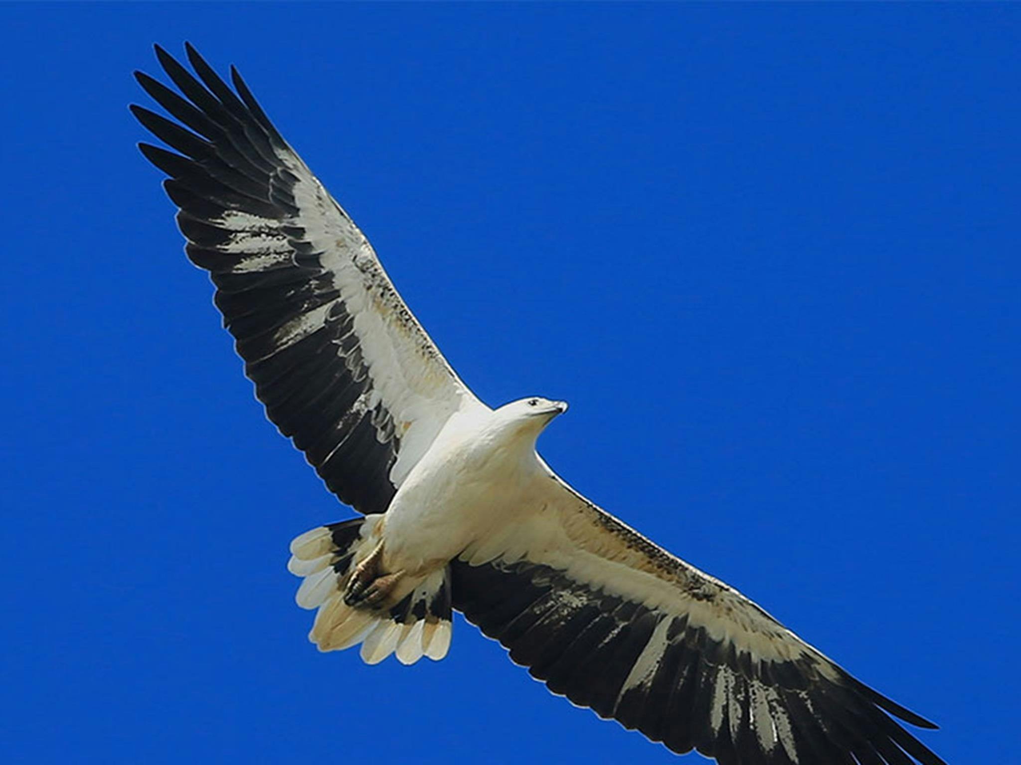 Ein Weißbauchseeadler, der häufig entlang der Küste im Royal National Park zu sehen ist. Bildnachweis: Charles