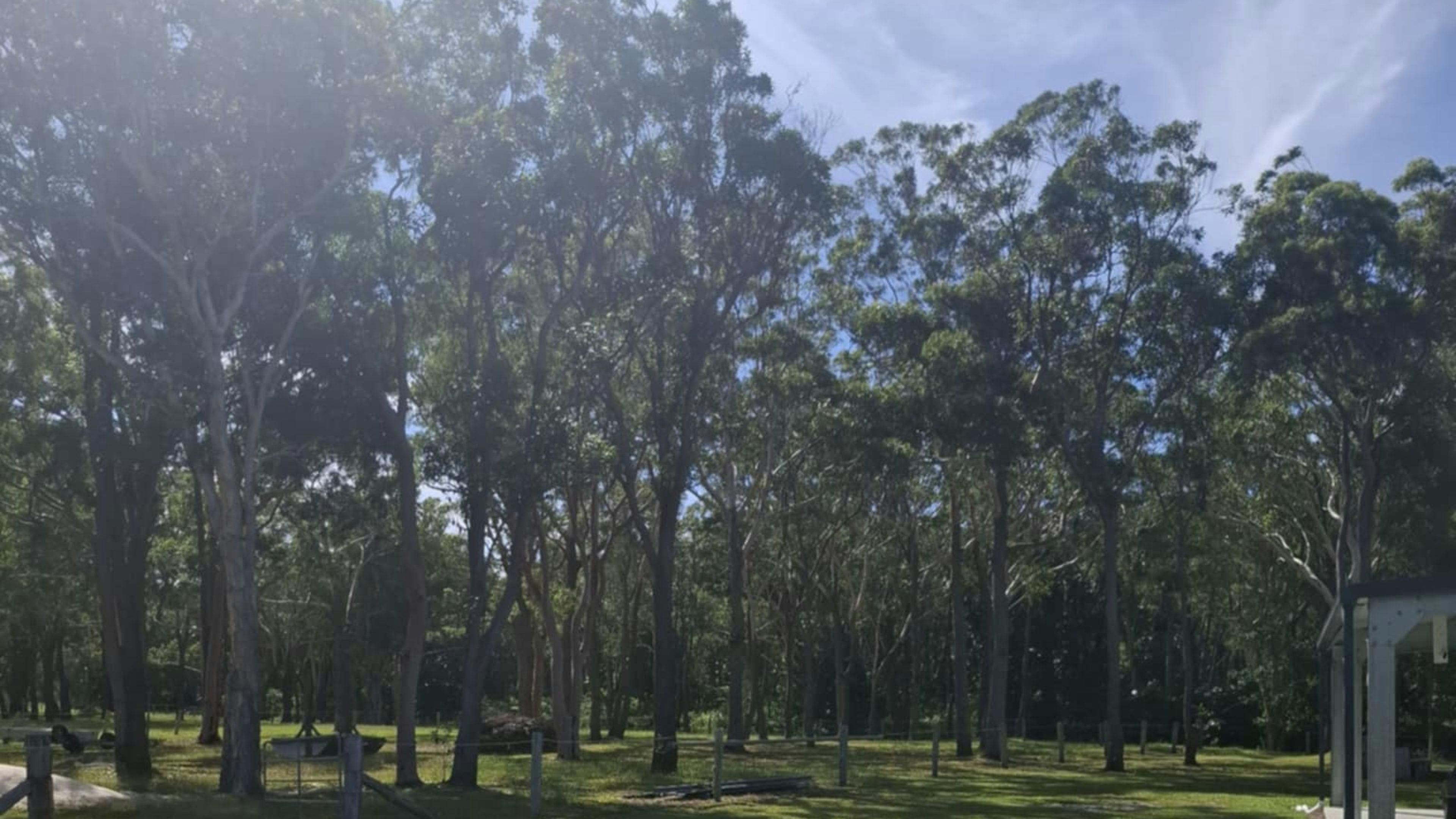 Camellia Retreat