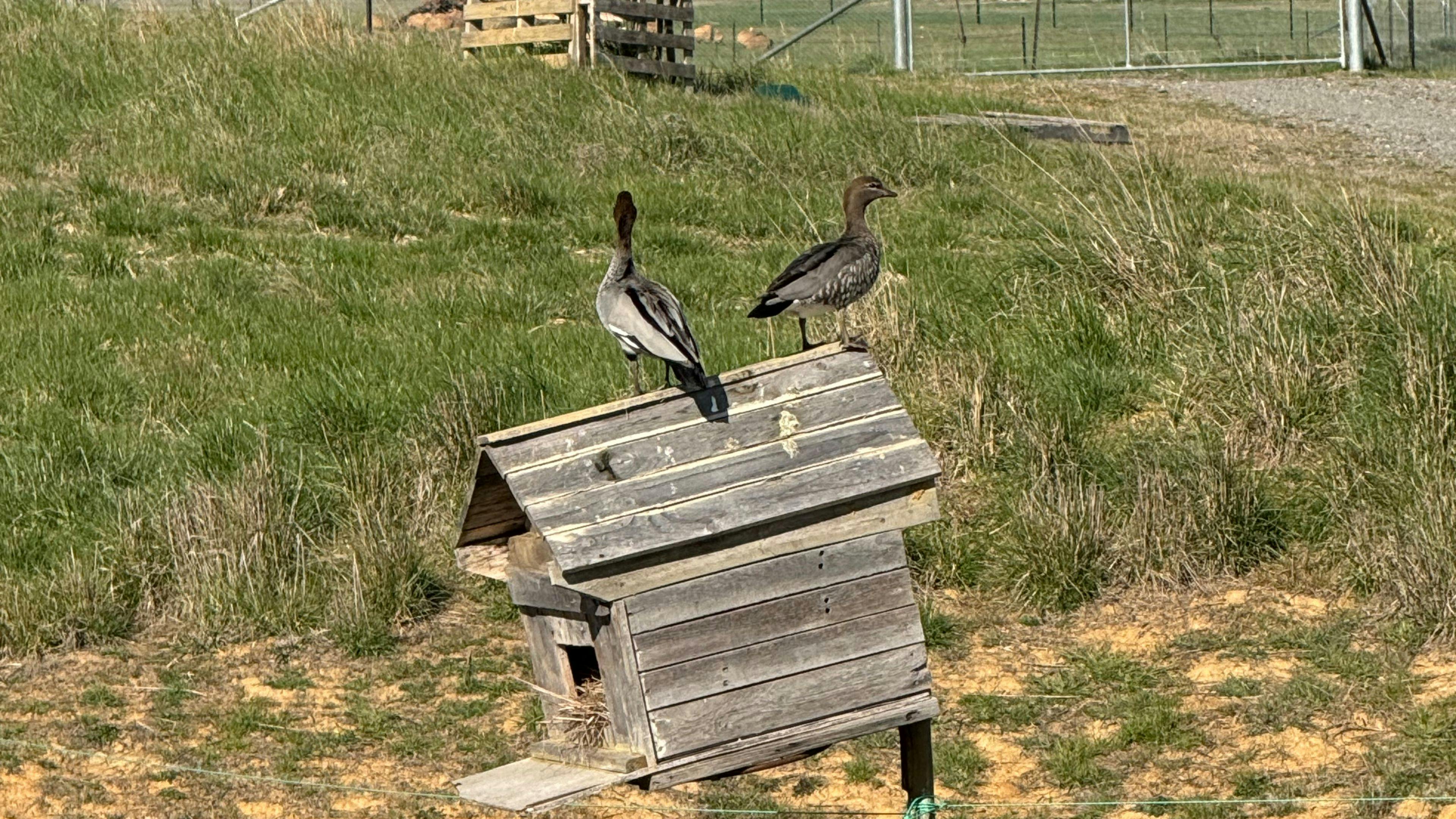 Image for Corella Farm